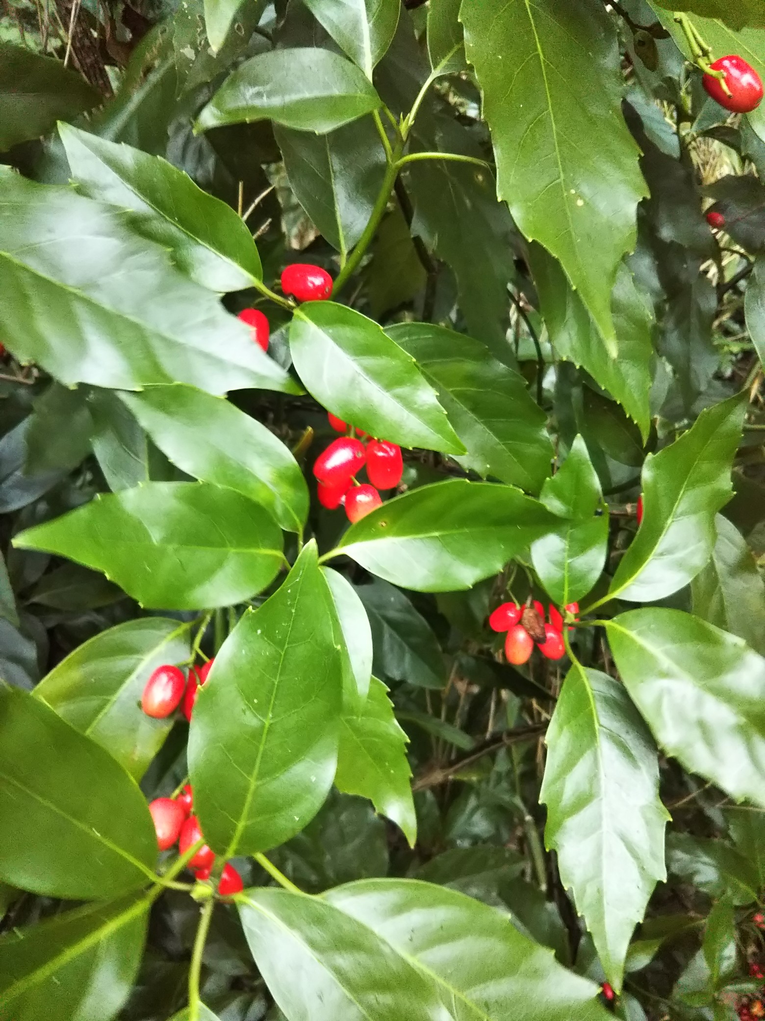 六ヶ岳 仕事納め Akirap 222さんの六ヶ岳の活動日記 Yamap ヤマップ