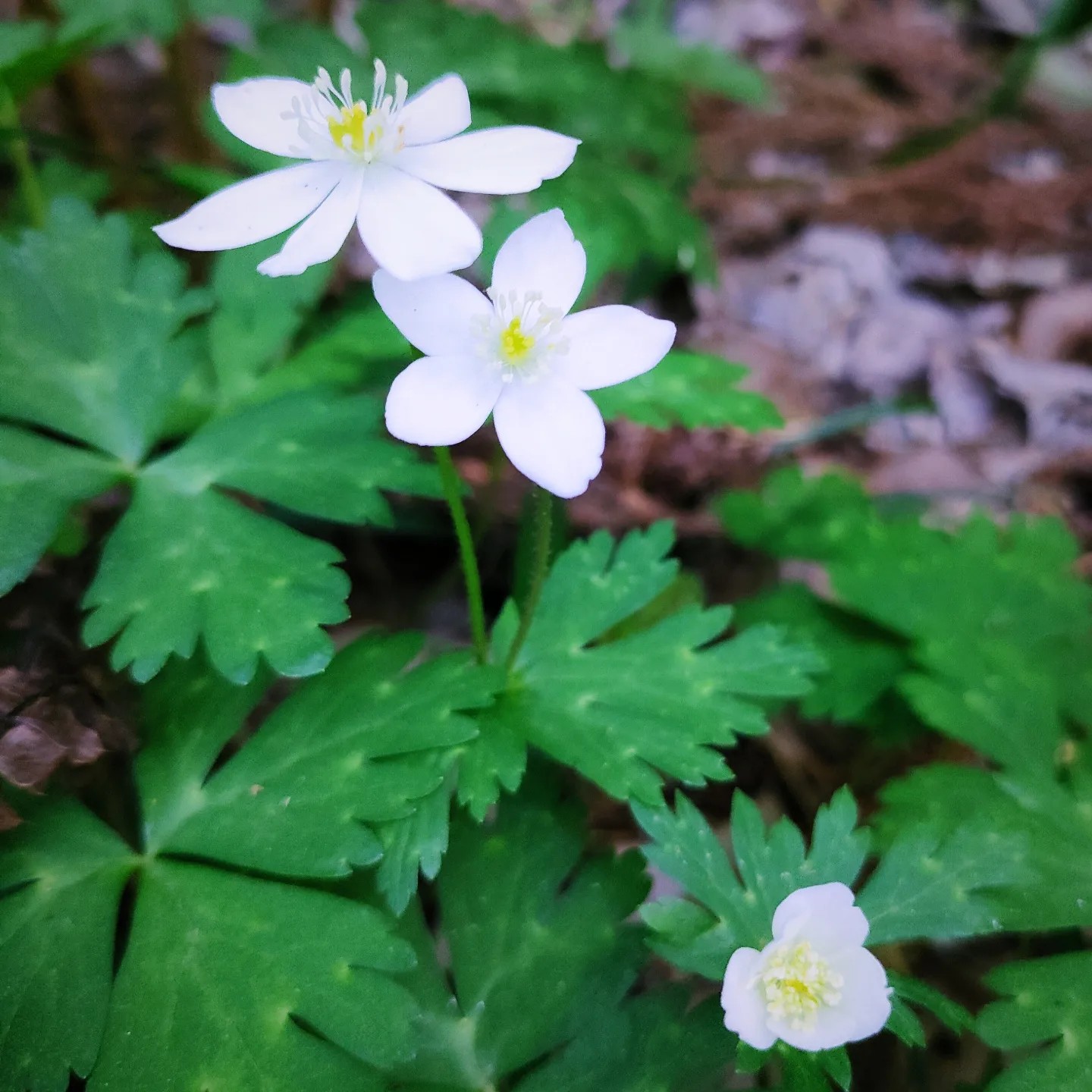 二輪草 何とも可愛らしい 花言葉は いっぷく さんのモーメント Yamap ヤマップ
