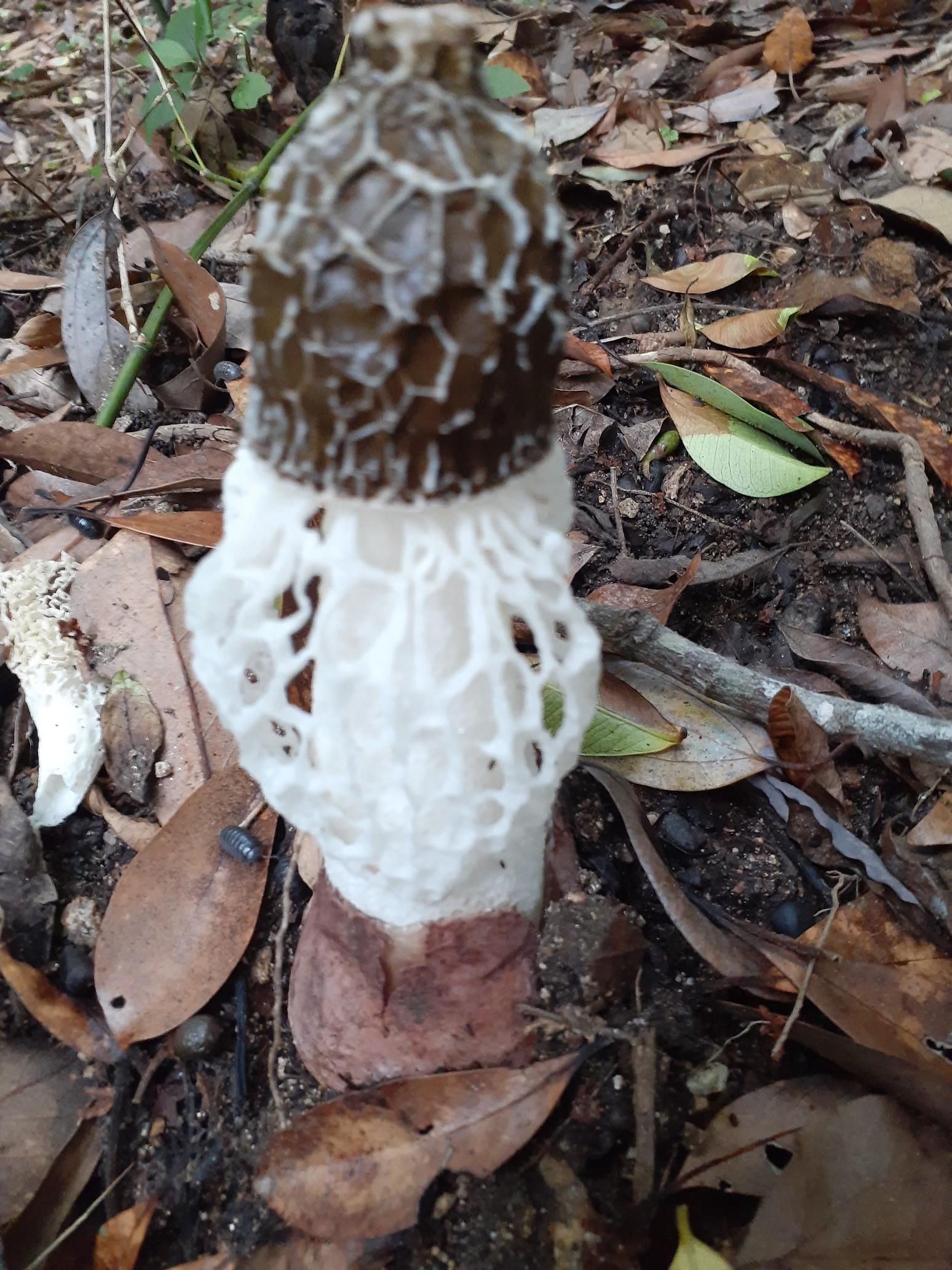 キヌを求めて灘山 20230614 / valeronさんの灘山の活動データ YAMAP / ヤマップ