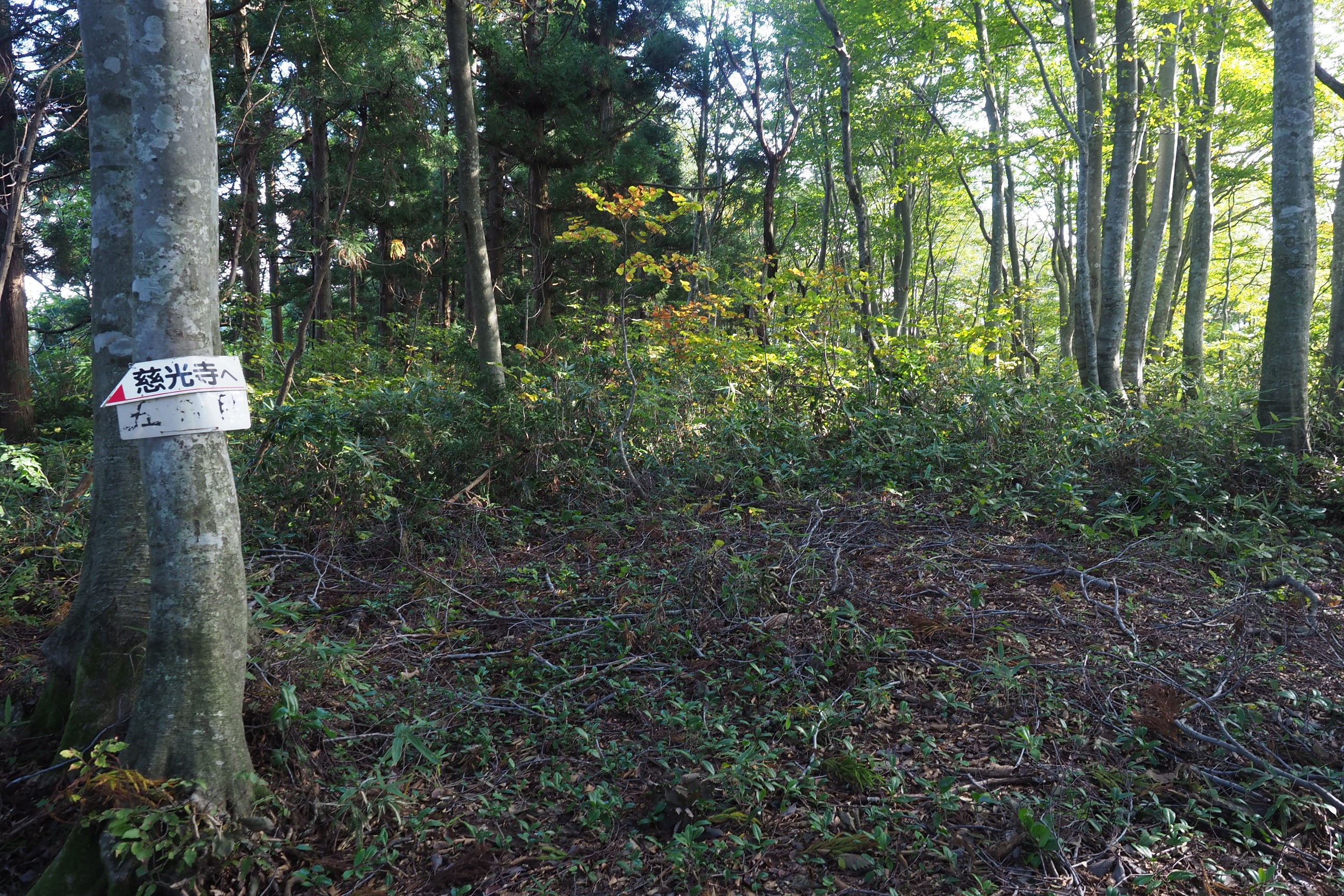 田村線５合目
写真正面から藪突入