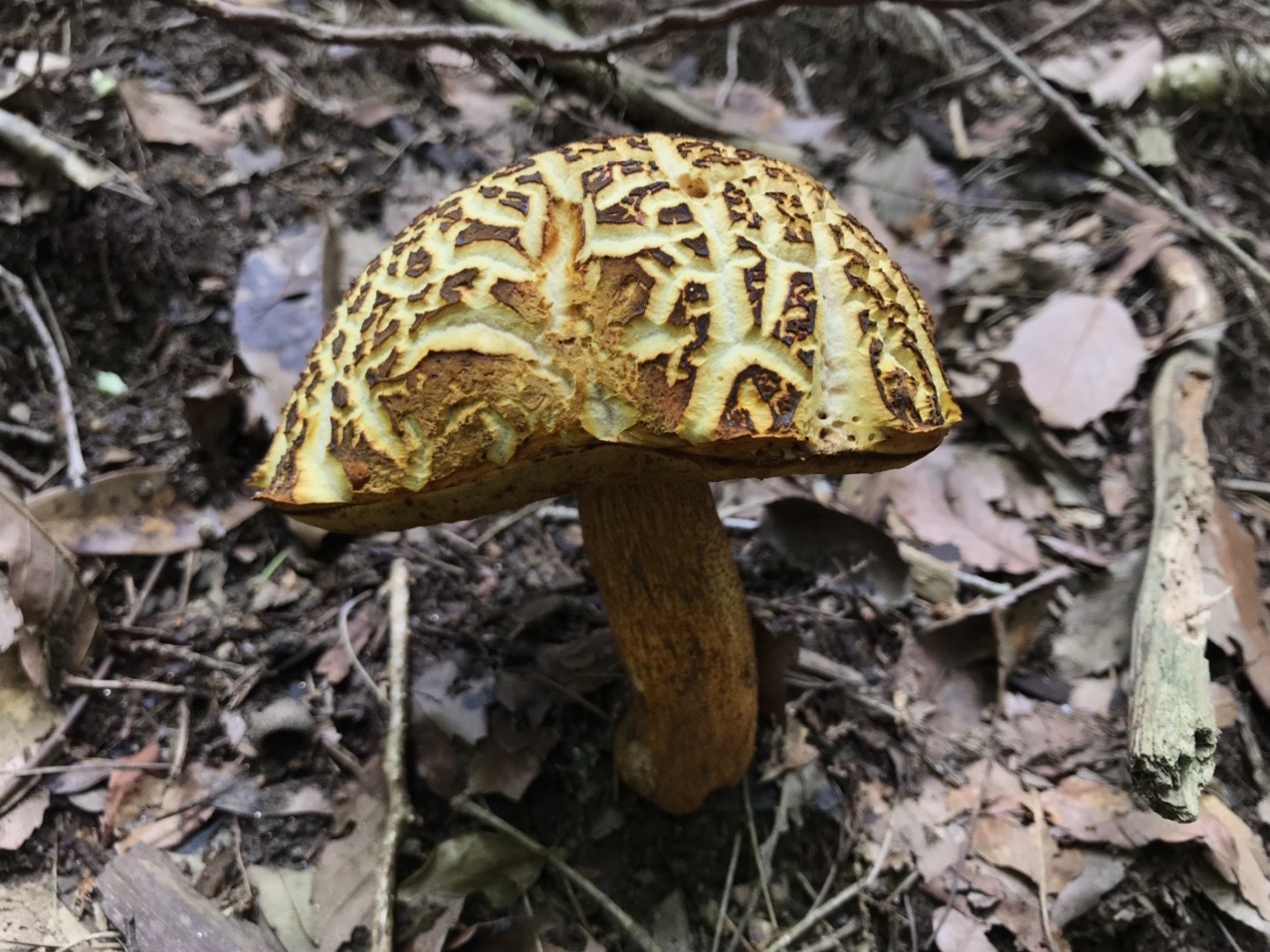 生駒山・神津嶽・大原山 道中、この巨大キノコがたくさん生えていました。