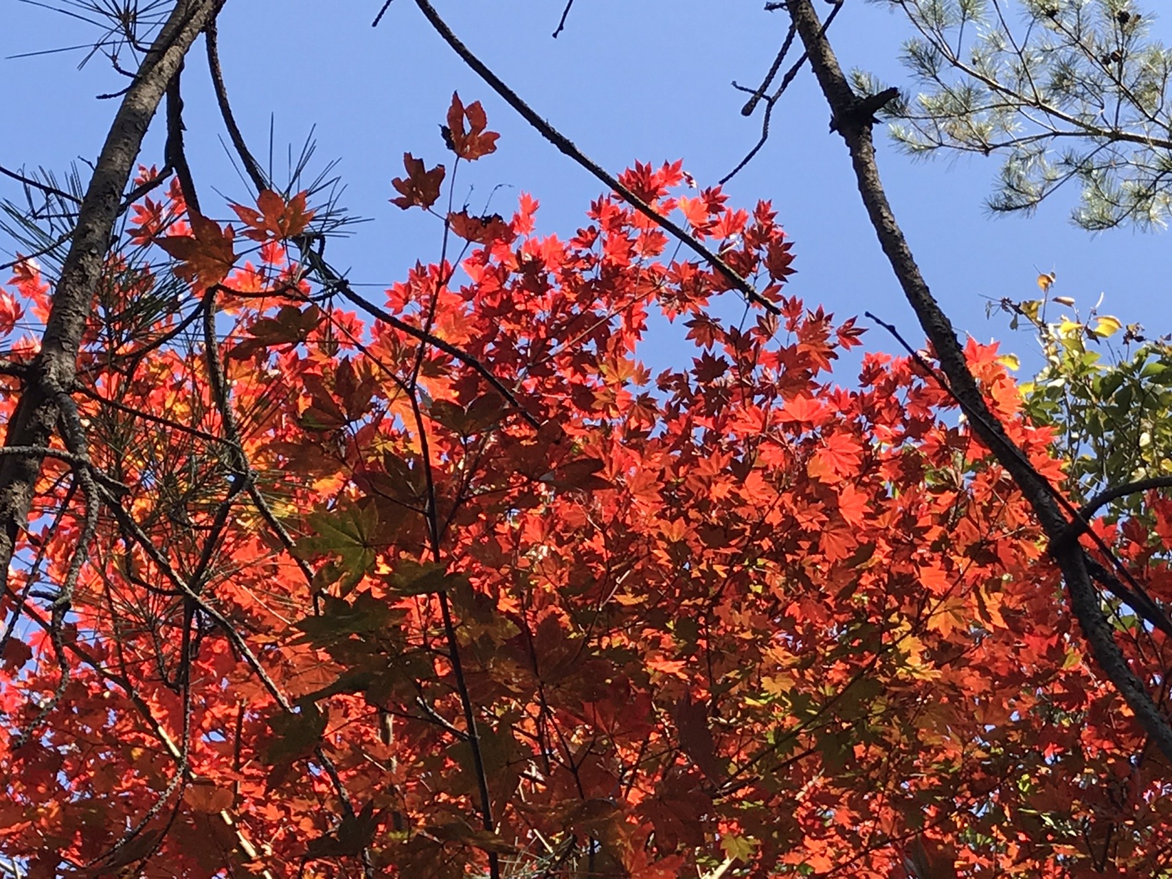 猿投山 紅葉始まりました Makinosukeさんの猿投山 物見山の活動データ Yamap ヤマップ