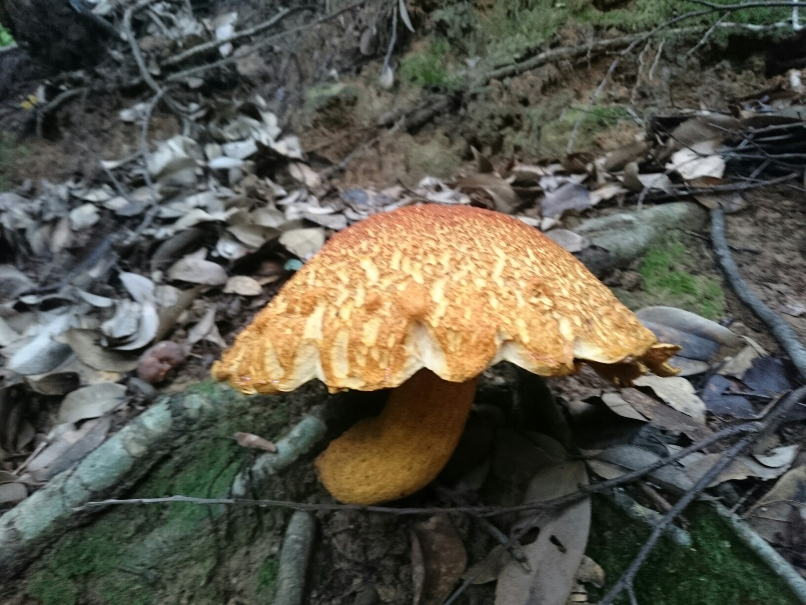 久松山 これは絶対毒きのこだらー かがみくさんの久松山 本陣山 摩尼山の活動日記 Yamap ヤマップ