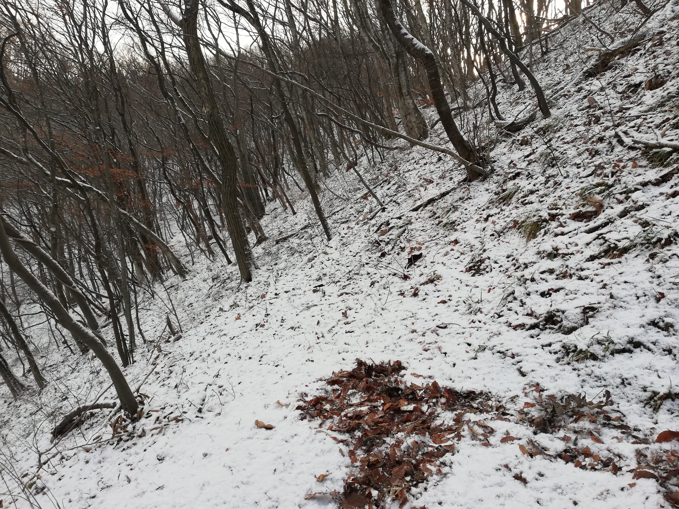 ここで登山道見失う