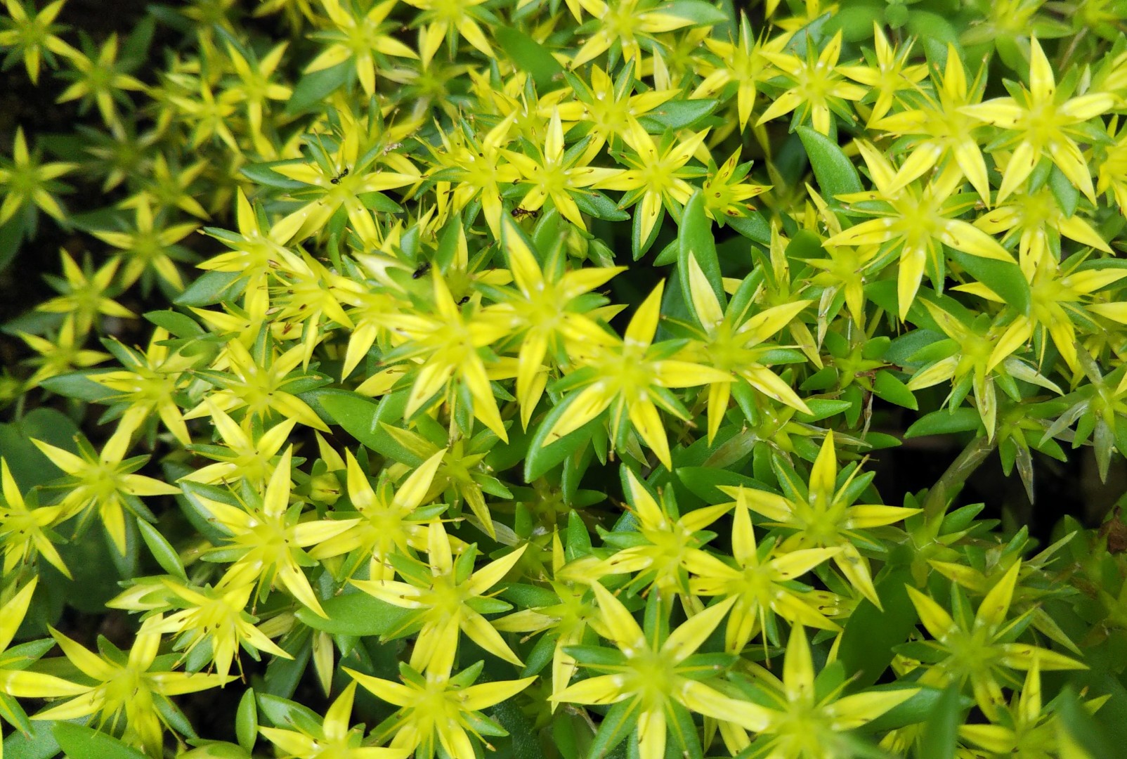 自粛生活の締めくくり ぎょえ っ ひろちゃんさんの多良岳 経ヶ岳 五家原岳の活動データ Yamap ヤマップ