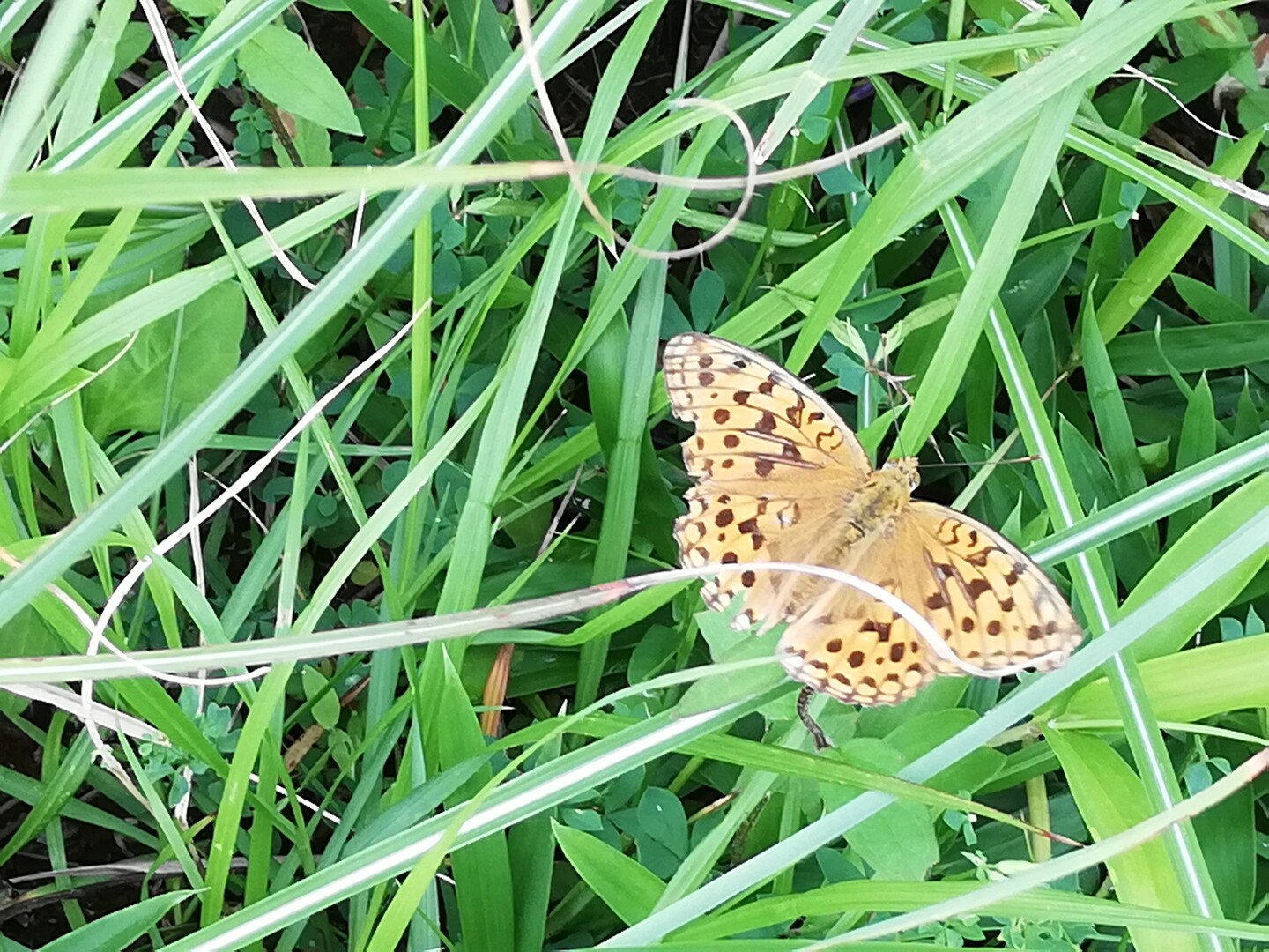 阿蘇東外輪山清栄山他 蝶蛾舞う 俵山 冠ヶ岳 清栄山の写真14枚目 ヒョウモンチョウ Yamap ヤマップ