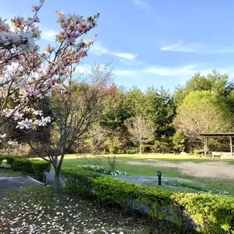 【サラサモクレン】
和気美しい森ビジターセンターの少し奥では、サラサモクレンの大きな花が満開。桜とは違う趣があってよき。