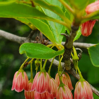 キバナノアツモリソウ(黄花の敦盛草)自生地へ / KIKOさんの高妻山
