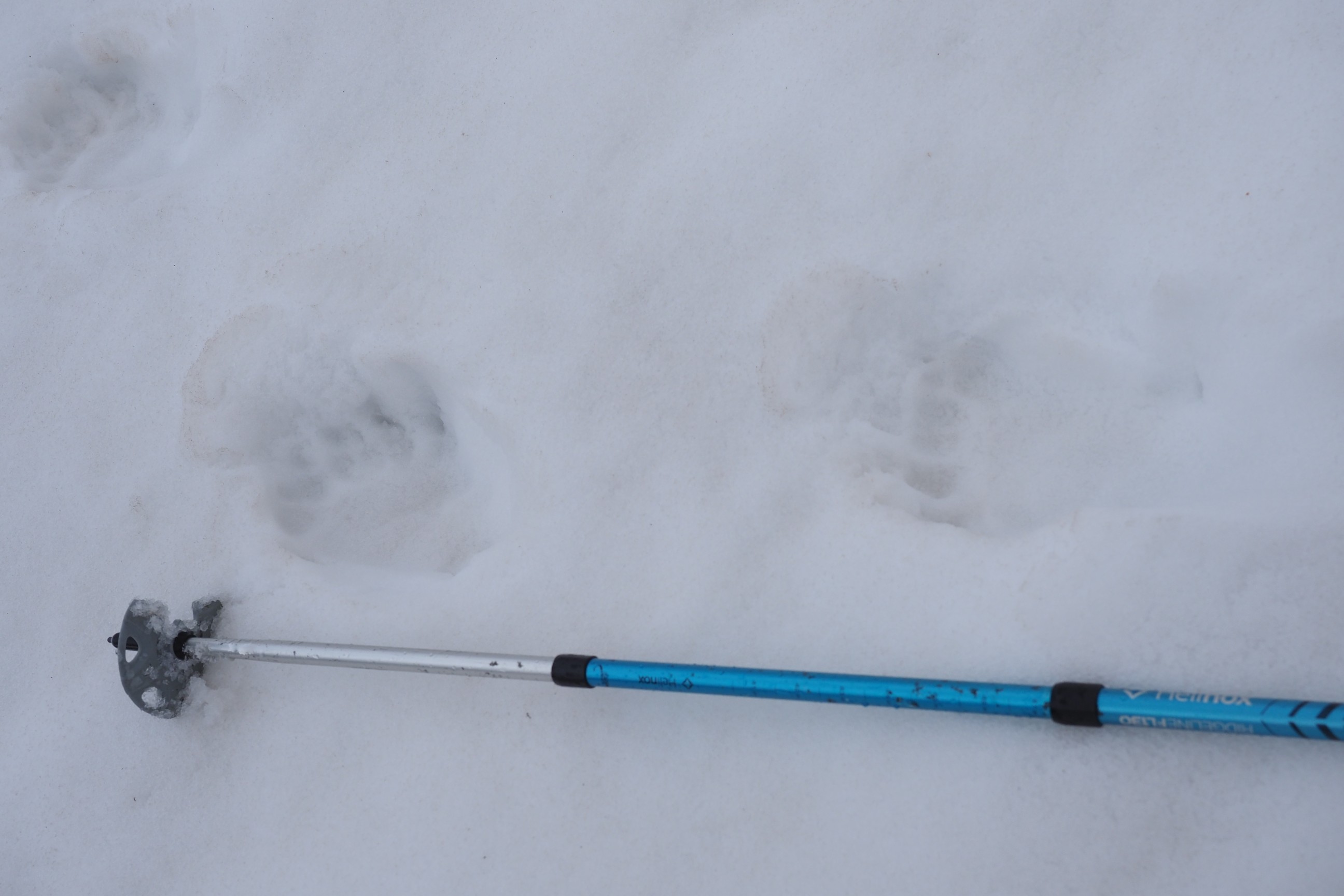 木六山・銀次郎山 熊ですよね