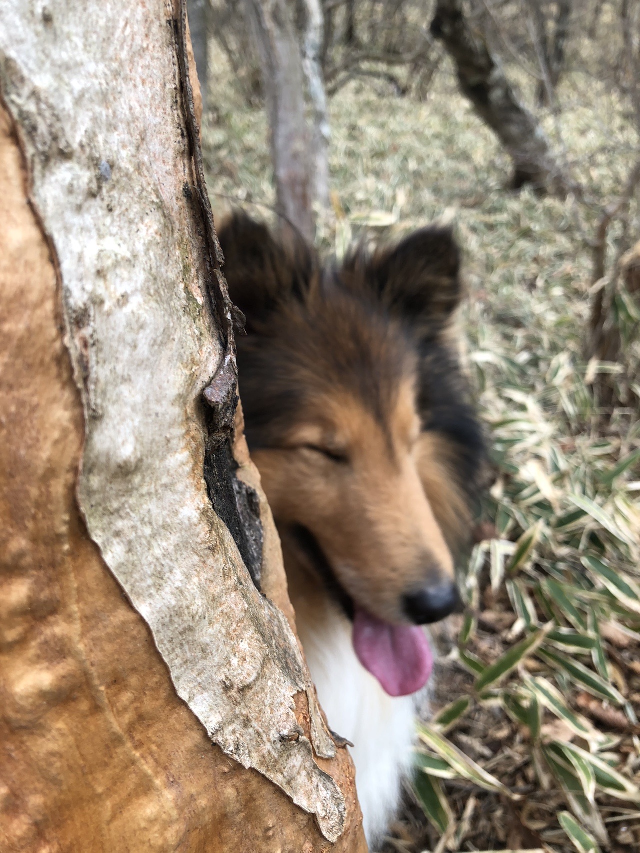 赤城山 朝香嶺ｯ 茶ノ木畑ｯ シェルティ0471さんのヤマノススメ巡礼マップ 赤城山 地蔵岳 の活動データ Yamap ヤマップ