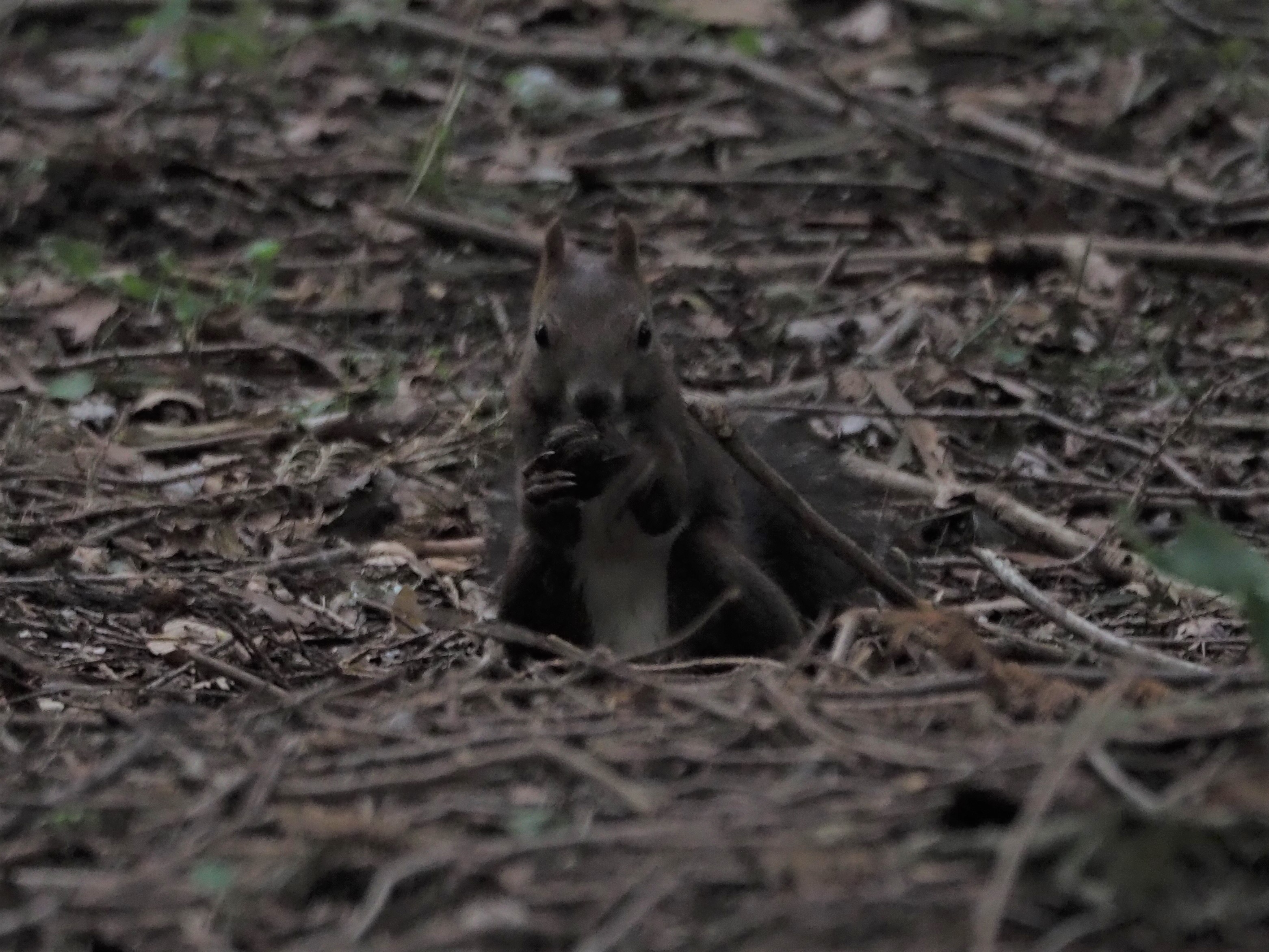 円山公園散策 なきうさじぃーさんの三角山 札幌市 大倉山 円山の活動データ Yamap ヤマップ
