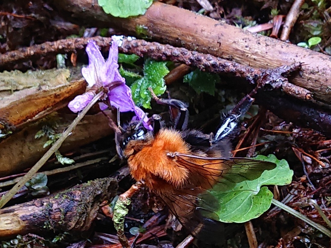 ふじ爺の昆虫すごい G 2 先日 ふじ爺さんのモーメント Yamap ヤマップ