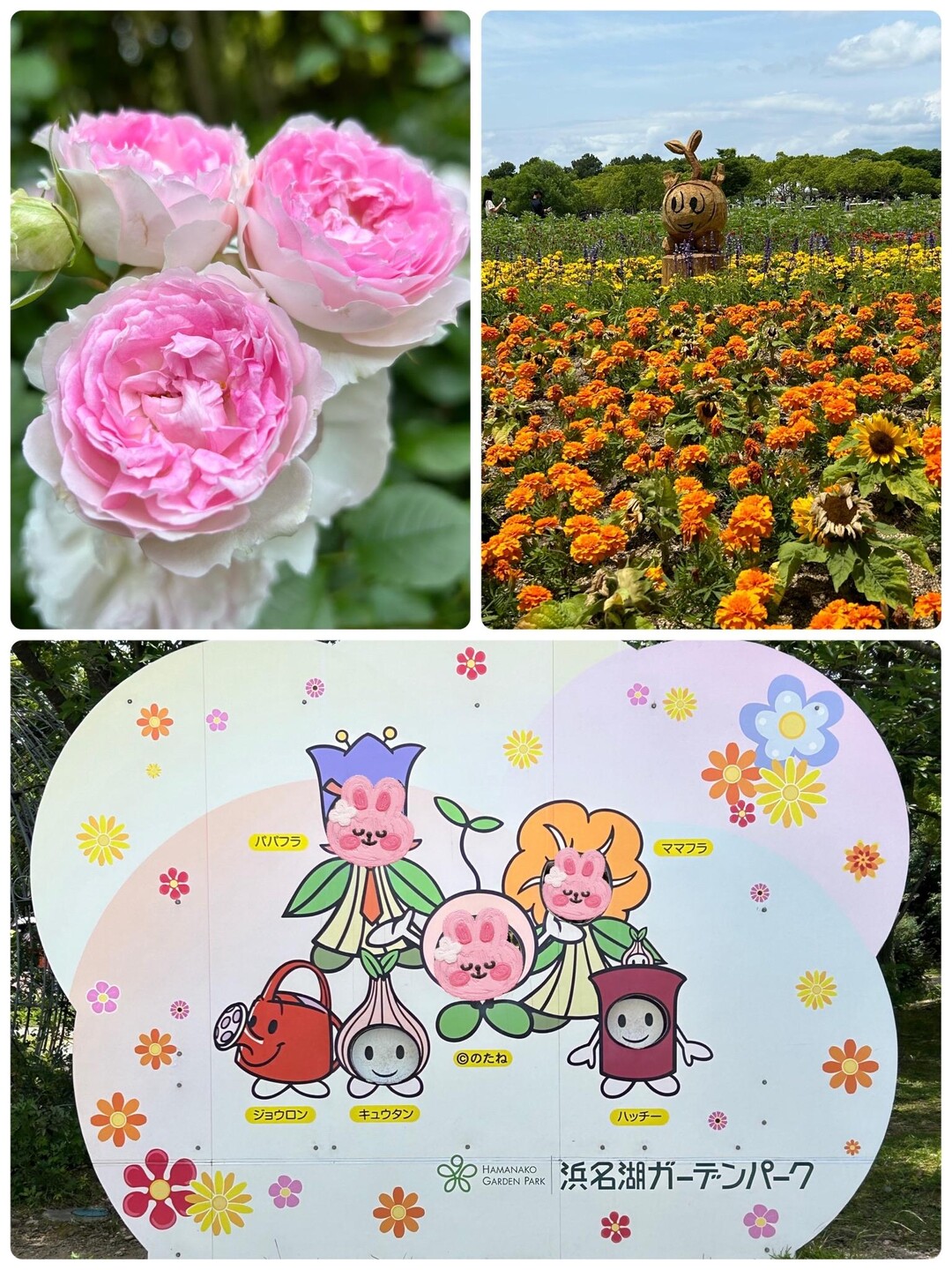花博🌹浜名湖ガーデンパーク-2024-05-26 / 812"ヒロさんのウォーキングの活動データ | YAMAP / ヤマップ