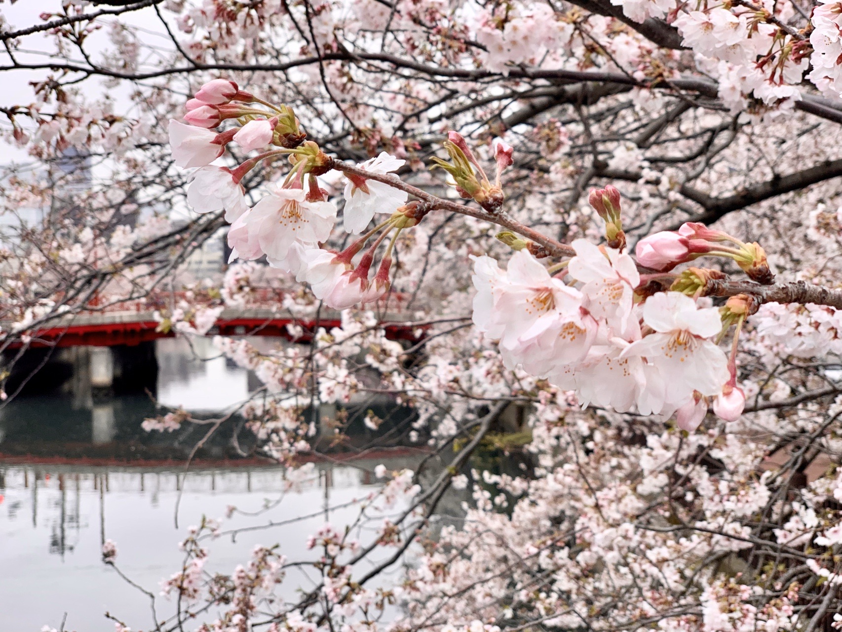 大岡川プロムナード 弘明寺 黄金町 Juntaclausさんの横浜市 南エリアの活動データ Yamap ヤマップ