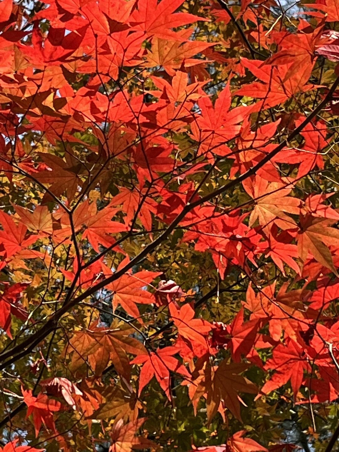紅葉を見に再度公園🍁 / taeさんの丹生山・帝釈山・シビレ山の活動データ | YAMAP / ヤマップ