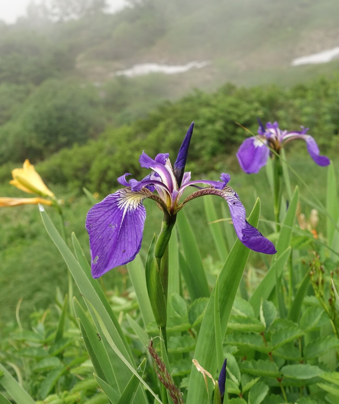 朝日岳 千紫万紅 めくるめく花色に包まれて 雪倉岳 朝日岳 風吹岳の写真105枚目 ヒオウギアヤメ アヤメ科 痛みの無い美人 Yamap ヤマップ