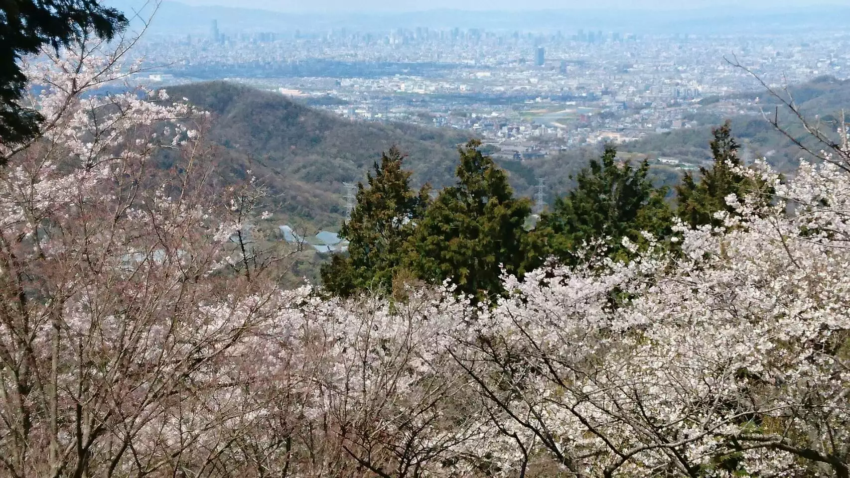 二上山は桜が満開です アカポンさんの金剛山 二上山 大和葛城山の活動データ Yamap ヤマップ