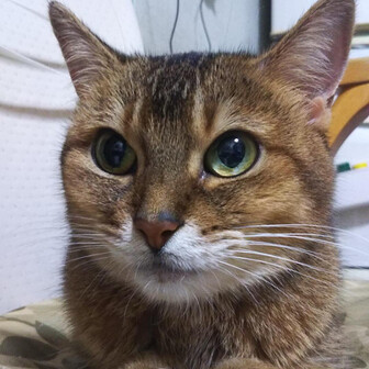 アビシニアン？