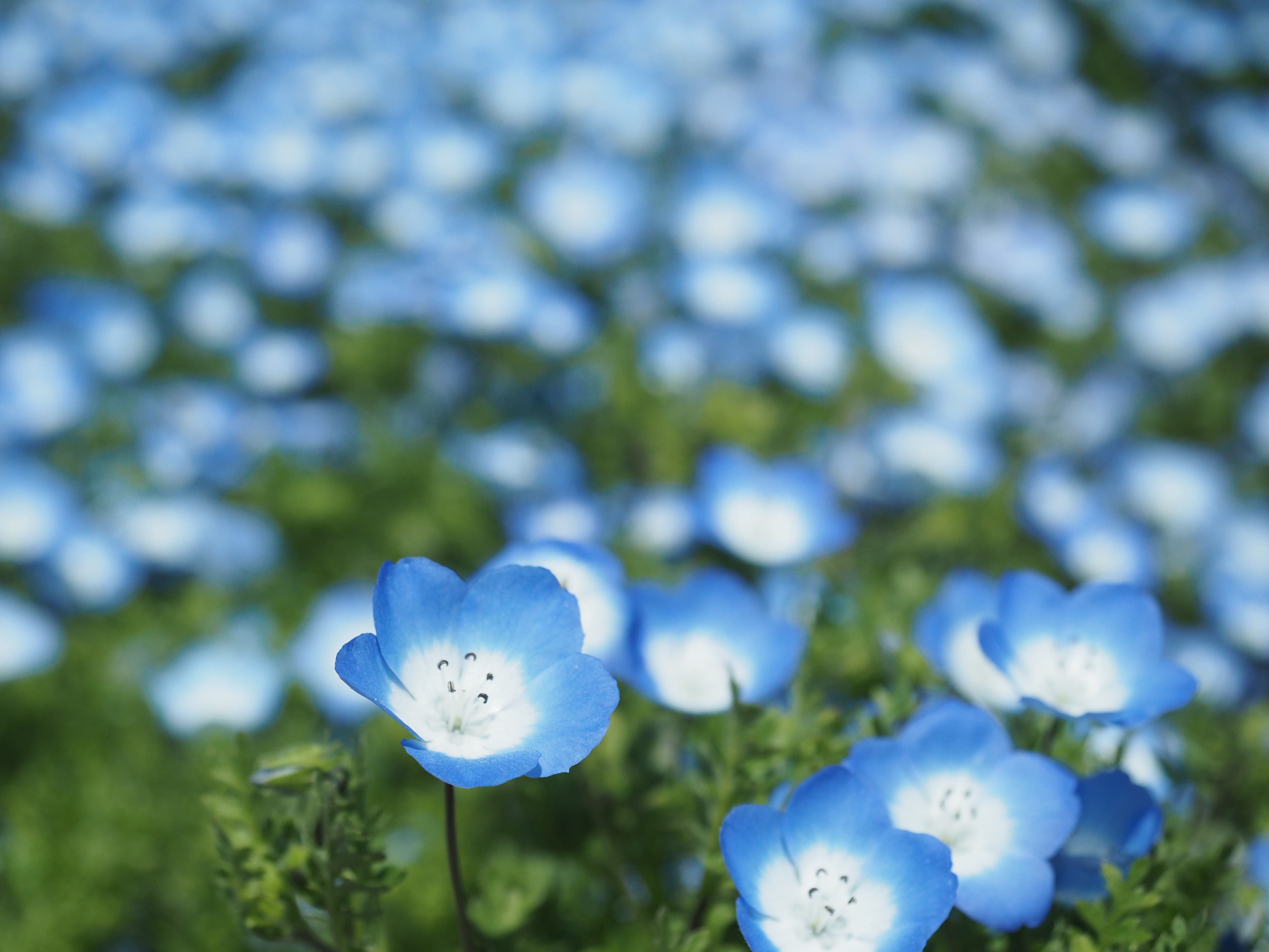 ネモフィラが満開です 西平畑公園 ウォーキング 21 04 11 あっくんさんのウォーキングの活動日記 Yamap ヤマップ