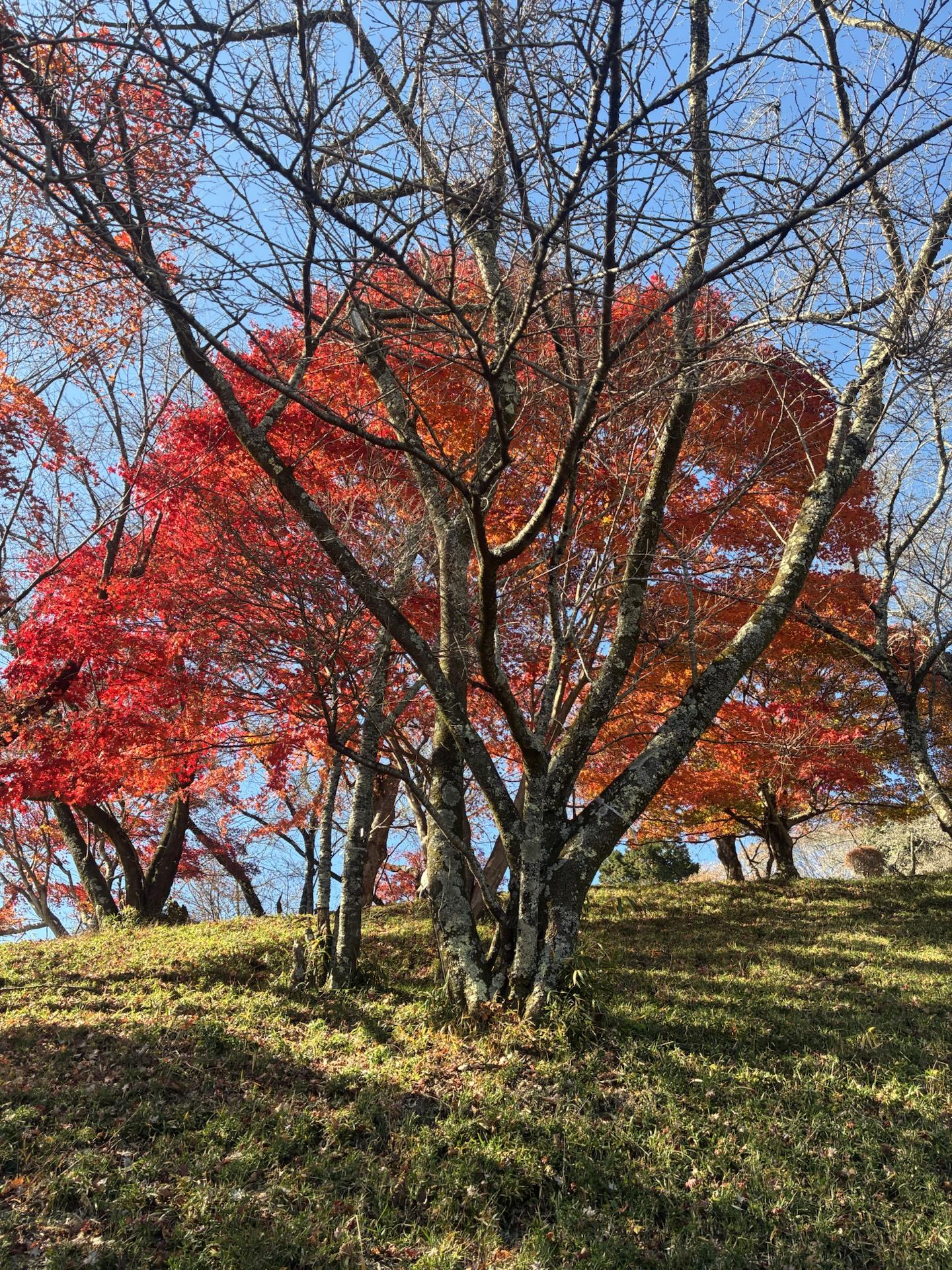 弁天山・桜山 / たかさんの御荷鉾山・オドケ山・桐ノ城山の活動データ | YAMAP / ヤマップ