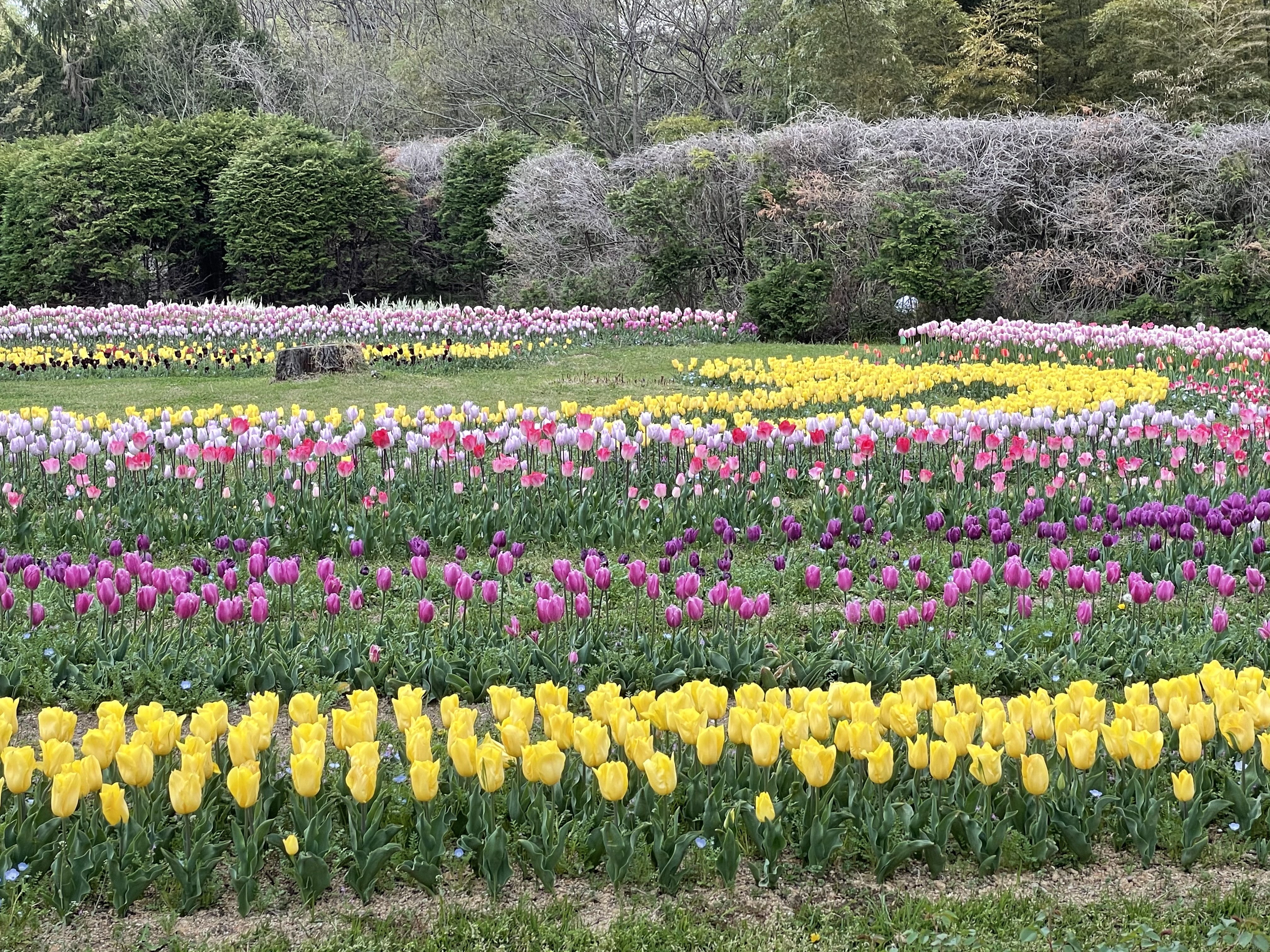 馬見丘陵公園チューリップフェア Iyoshuhさんの明神山の活動データ Yamap ヤマップ