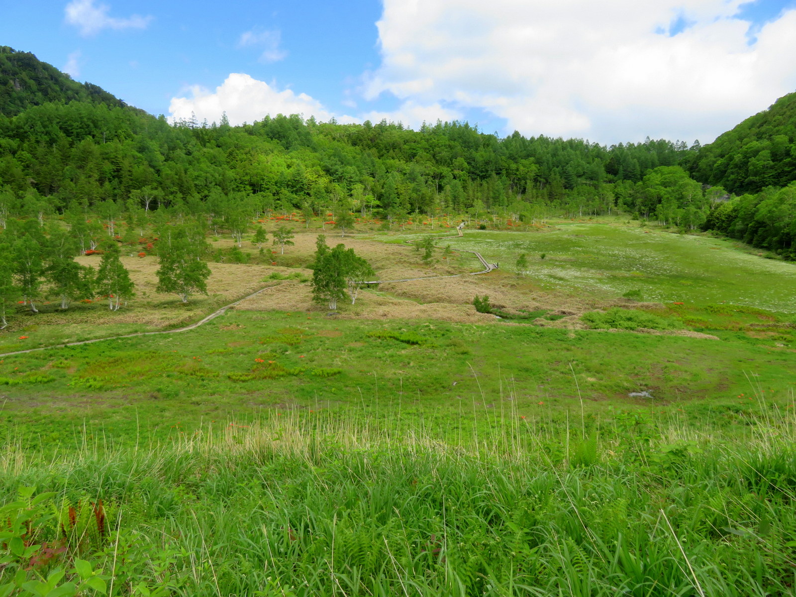 移動解禁再始動は志賀高原のワタスゲ三昧 すみやんさんの横手山 志賀山 赤石山の活動日記 Yamap ヤマップ