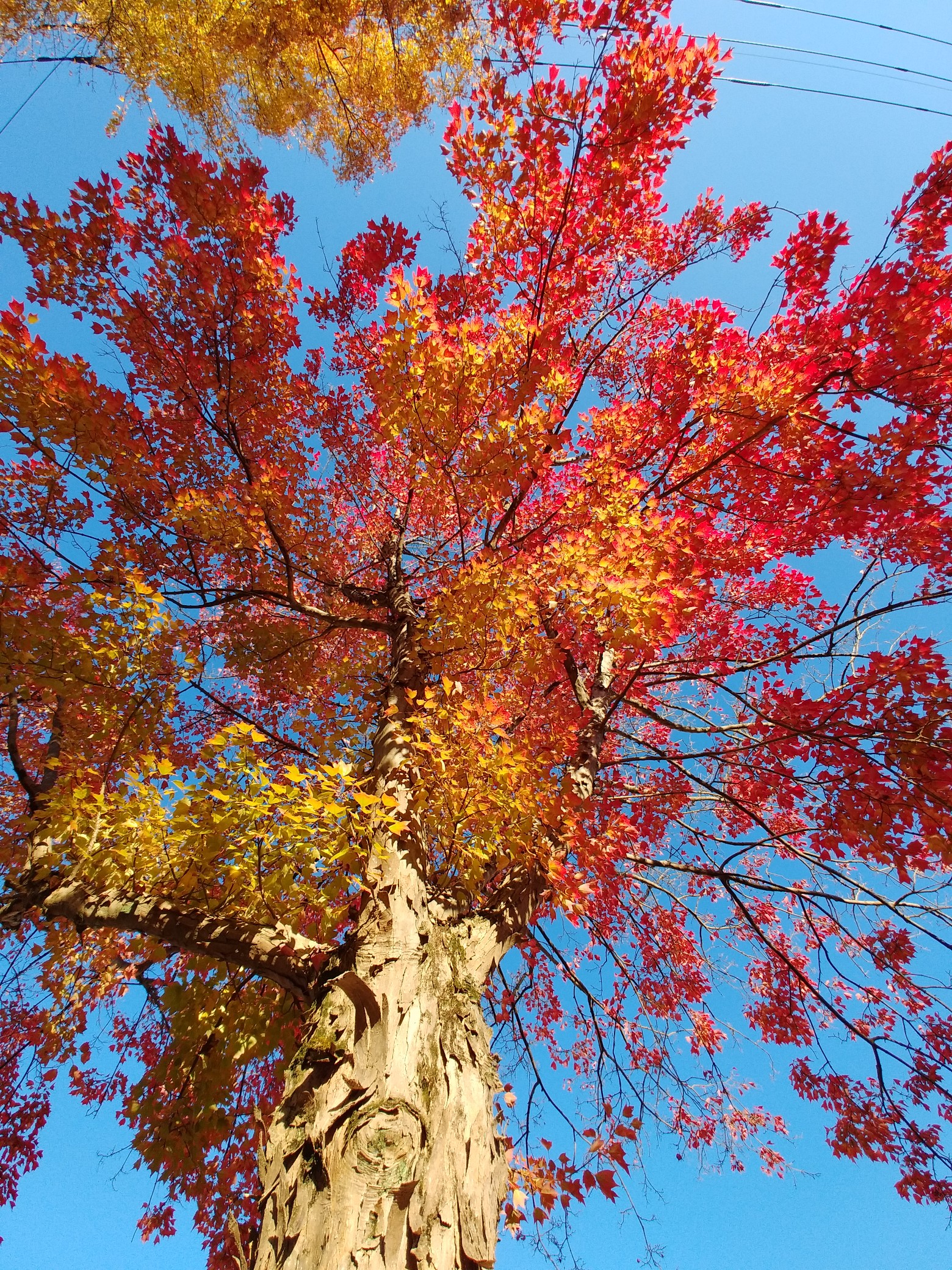 紅葉 天覧山 多峯主山 朝日山 どんさんの天覧山 多峯主山 天覚山の活動データ Yamap ヤマップ