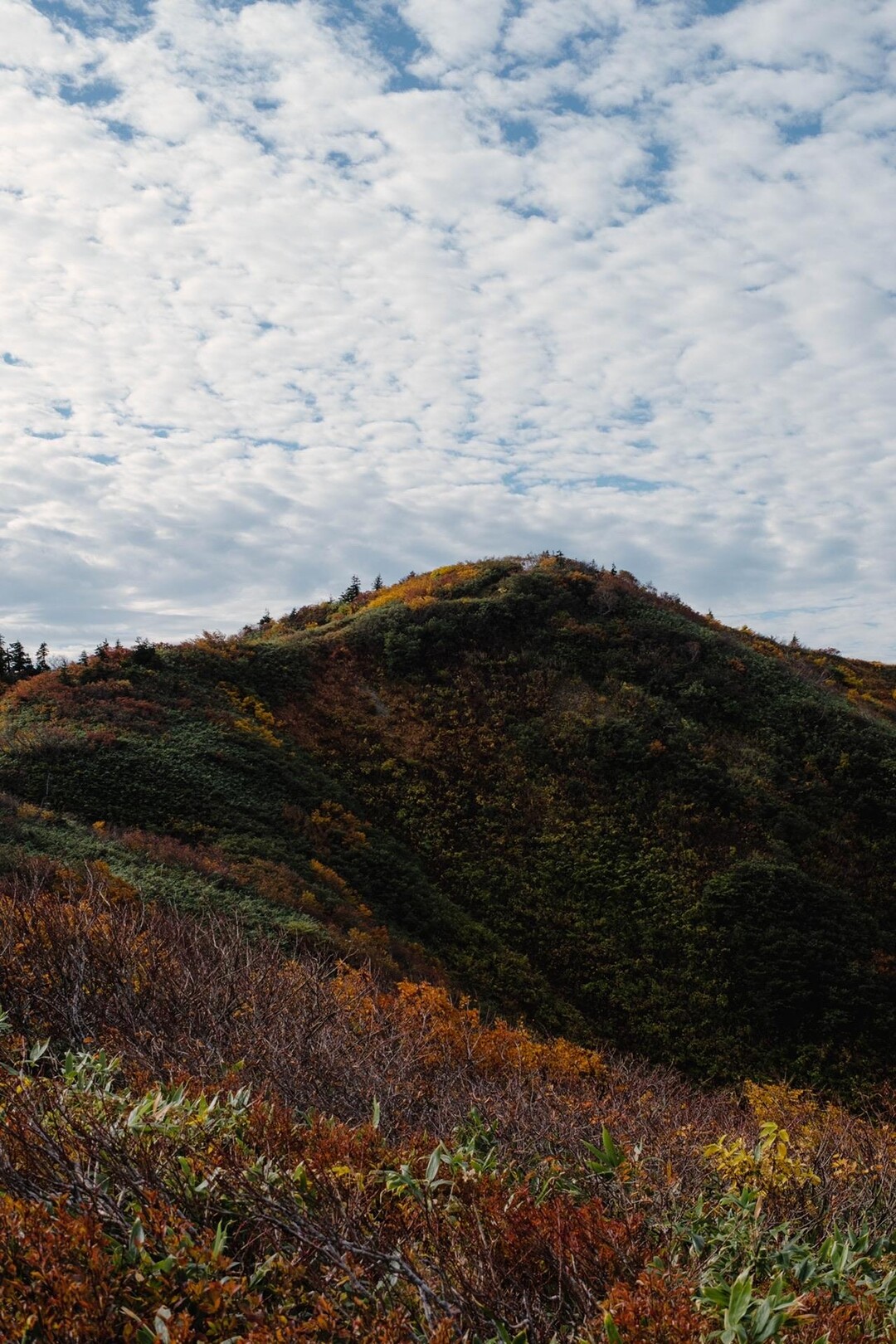 前僧ヶ岳・僧ヶ岳 / chiharuさんの僧ヶ岳・駒ヶ岳（越中駒ヶ岳）の活動データ YAMAP / ヤマップ