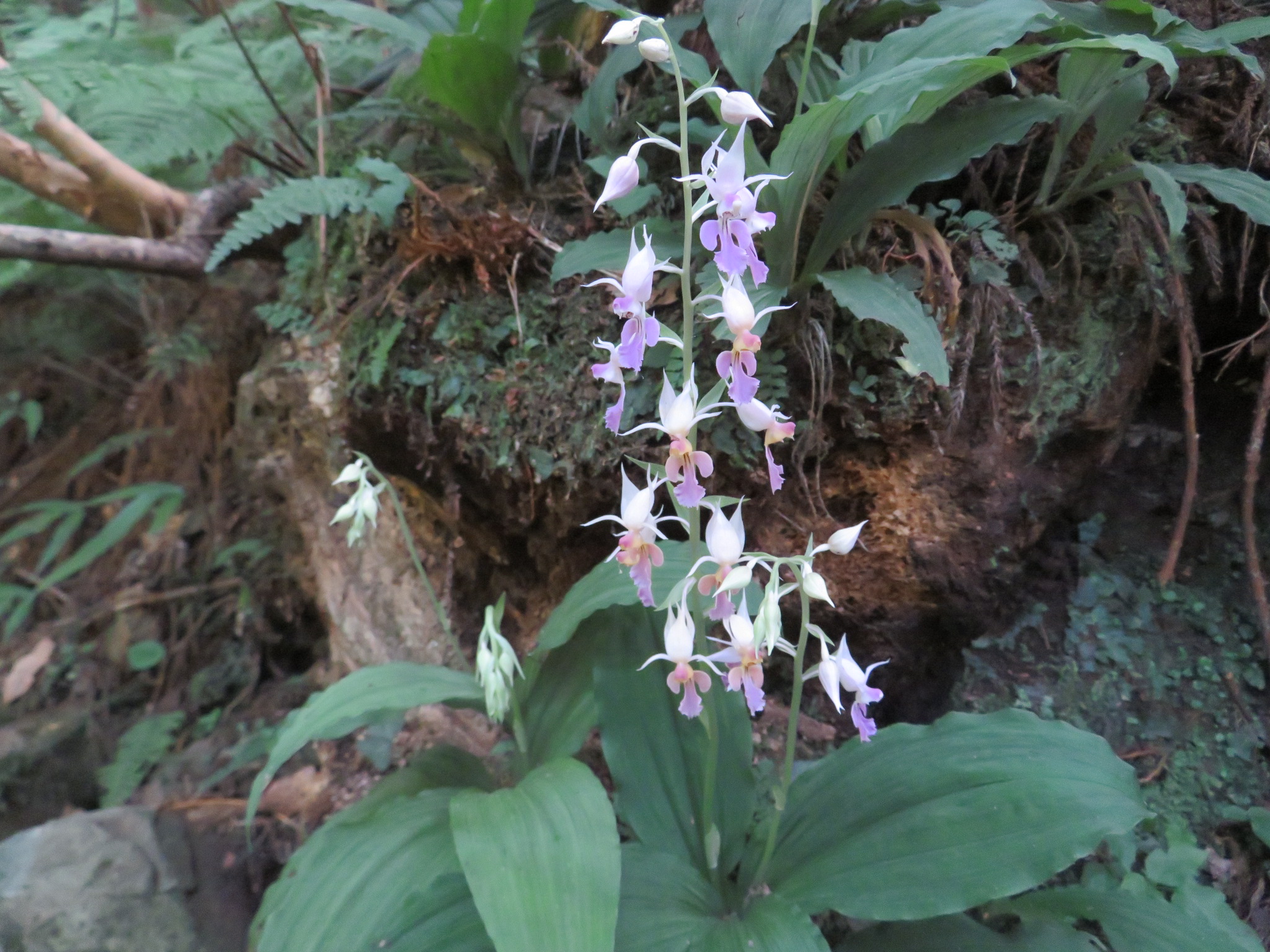 夏エビネに会いに冠山 げんちゃん Taka さんの冠山 石見冠山 の活動データ Yamap ヤマップ