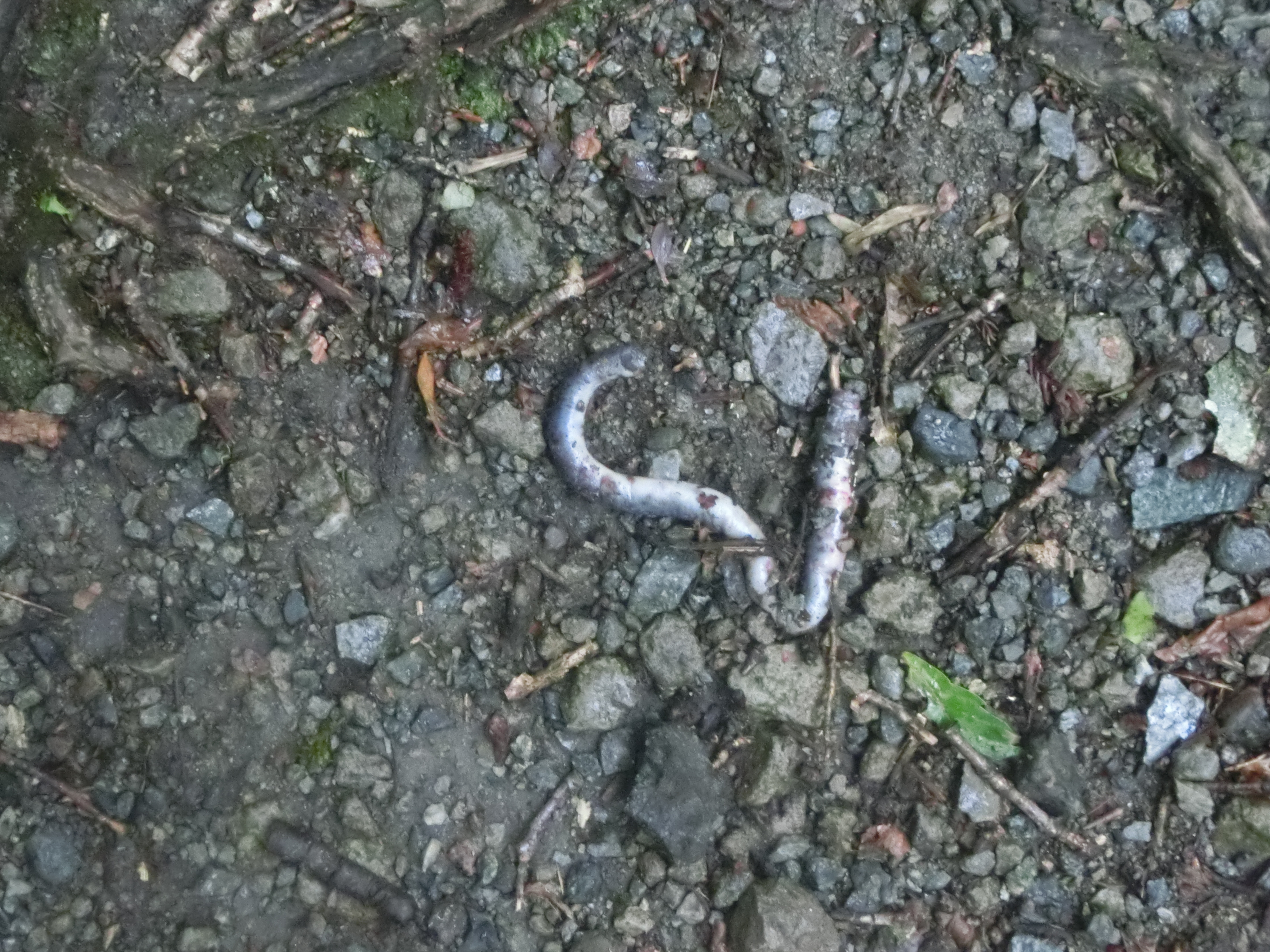 大山 雨の大休峠往復 Zakkamanさんの大山 甲ヶ山 野田ヶ山の活動日記 Yamap ヤマップ
