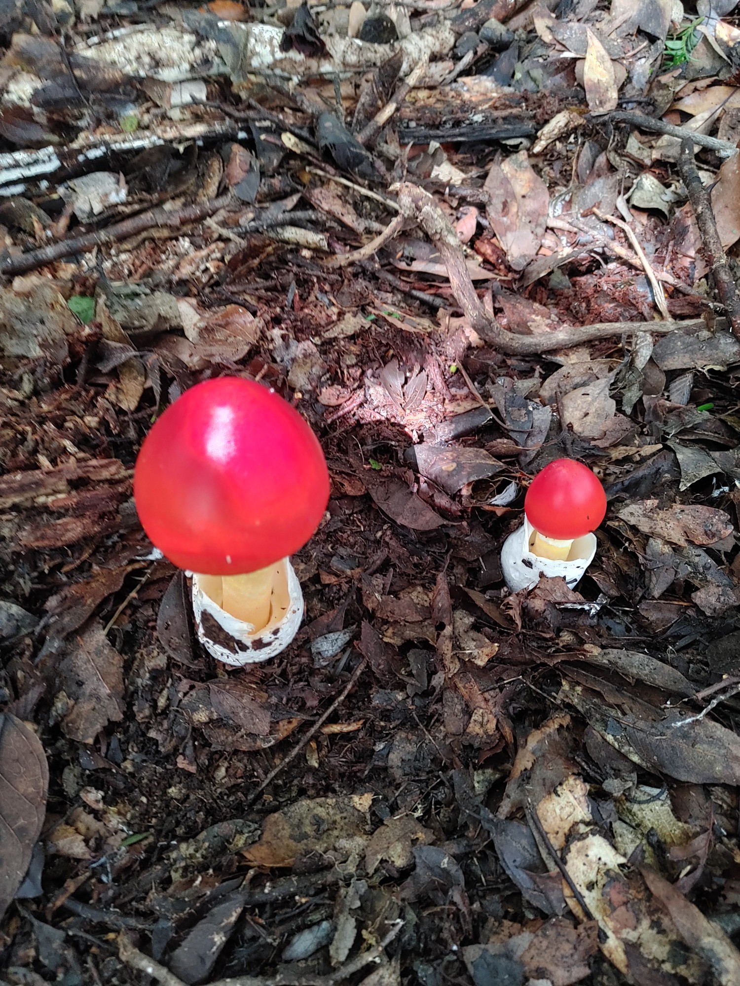 城山 たまご茸ラッシュよ みよちゃんさんの湯川山 城山 孔大寺山の活動データ Yamap ヤマップ