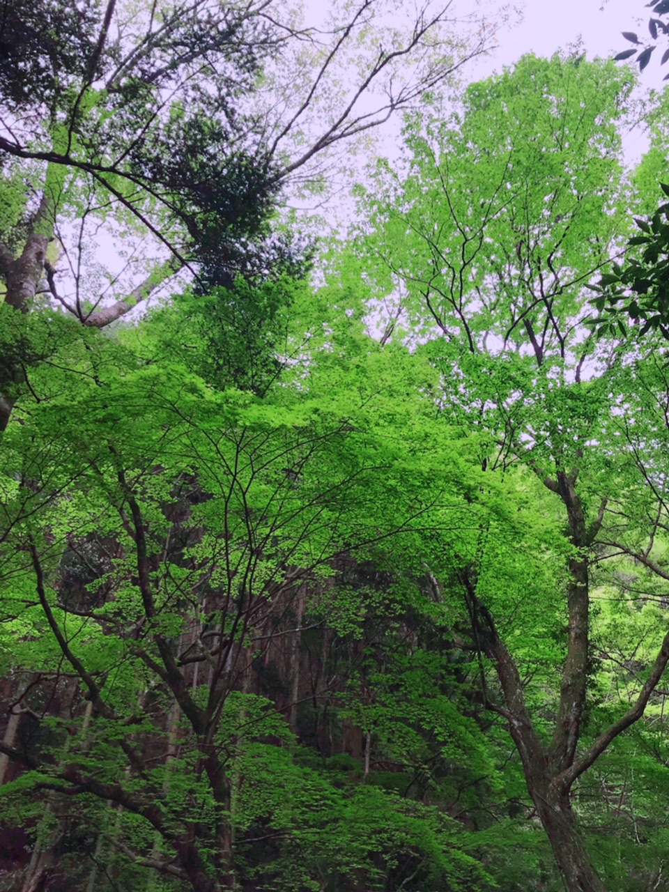 初キャンプ 漆黒の森 渓流園地 ひっふーさんの登山の活動日記 Yamap ヤマップ