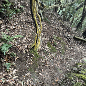 紀泉アルプス・飯盛山・ボンデン山 いきなり出てきたロープ❗️
頭の上にあって、過去1下りやすかったです。
頭の上、ええわ〜。安定して下りれる。