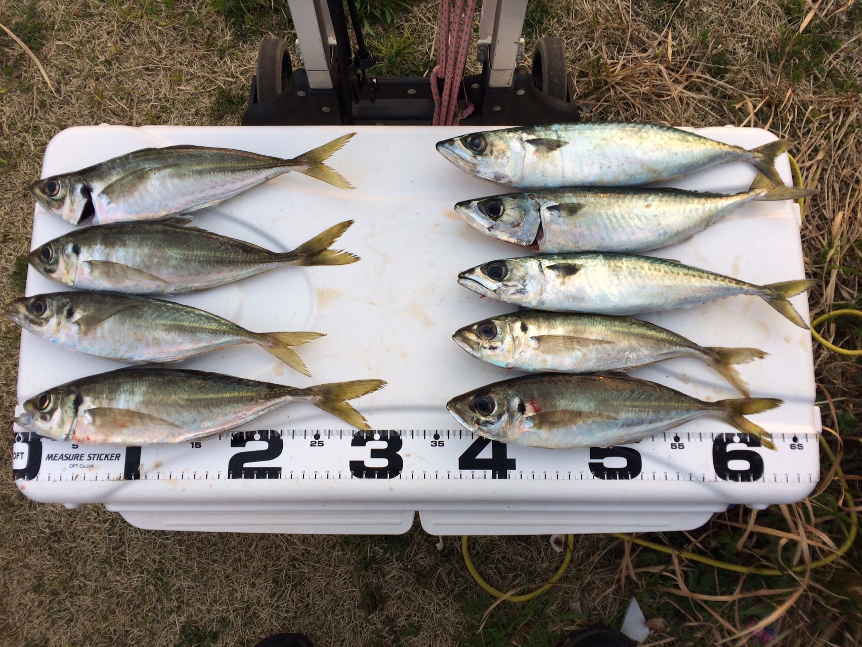 小川島でアジ釣り ぴらさんの唐津市 鎮西町 呼子町エリアの活動日記 Yamap ヤマップ