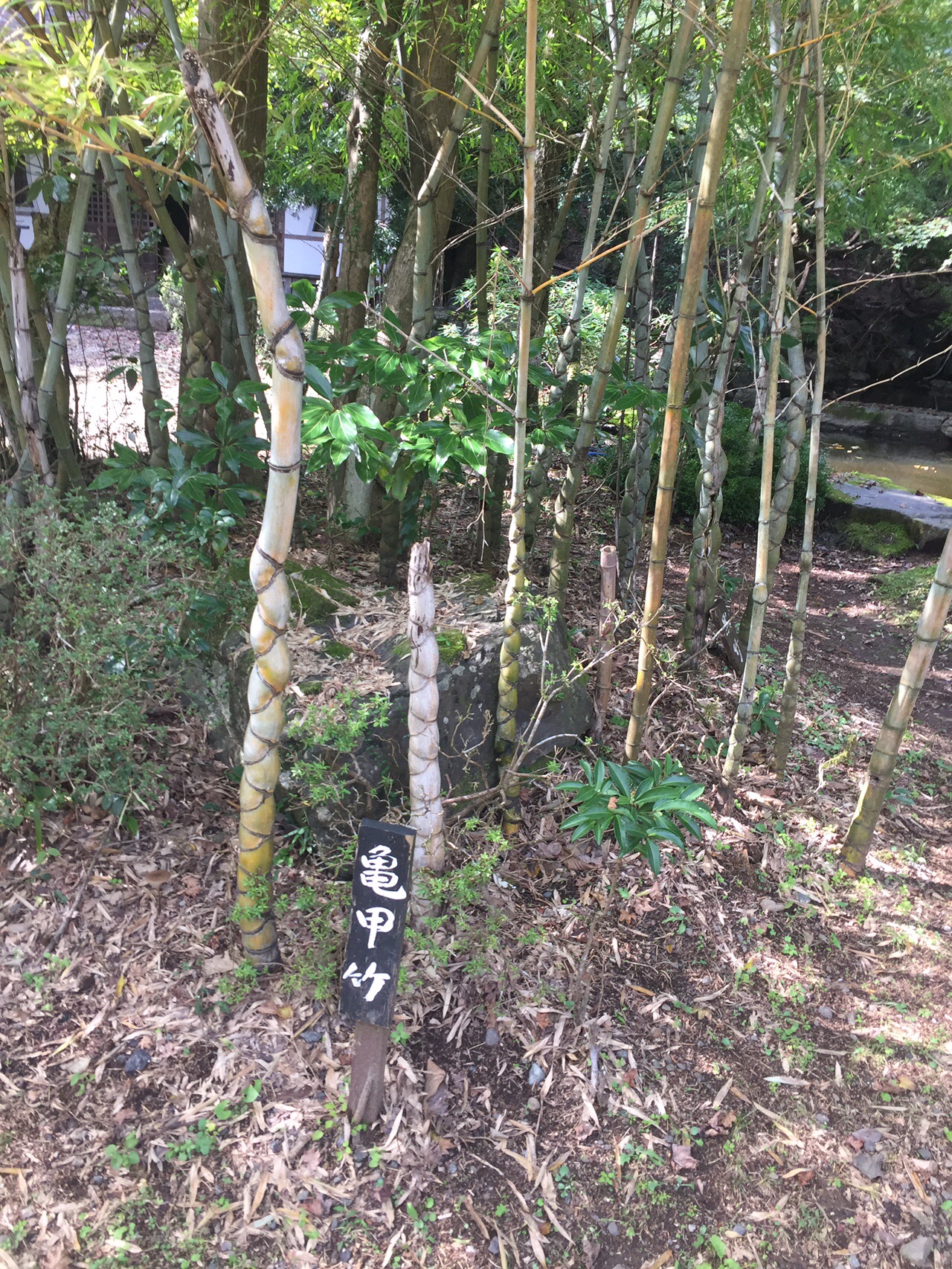 子の権現 竹寺 仁田山峠 星空の見えるまち はんのう19 10 27その2 Hideshanさんの天覧山 多峯主山 天覚山の活動日記 Yamap ヤマップ