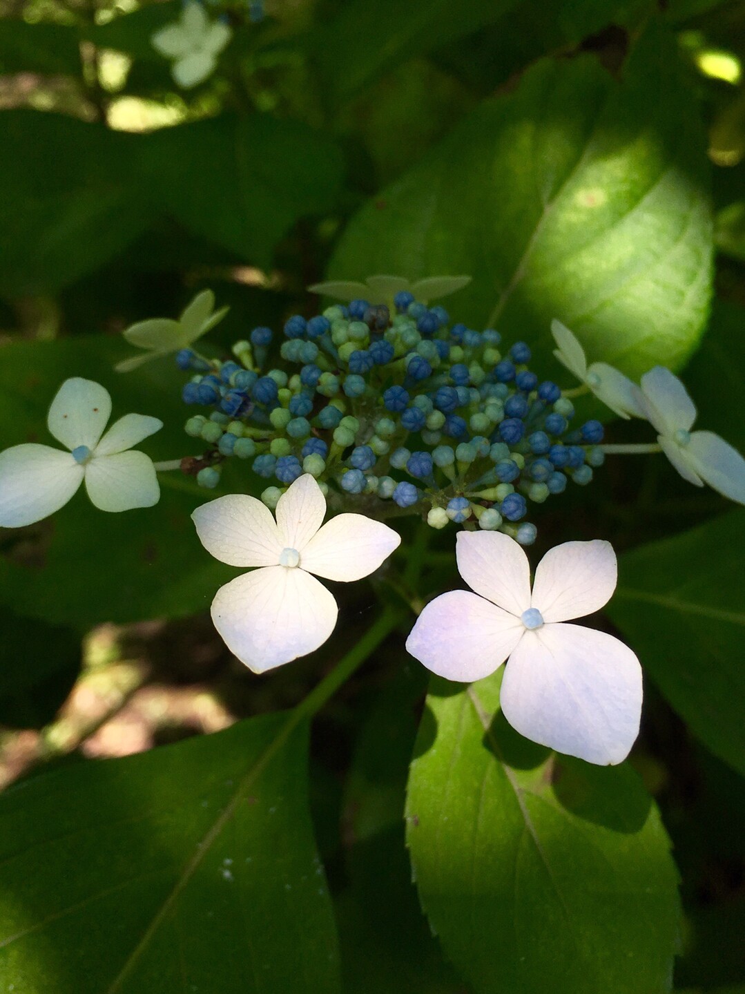 雨上がりの観音崎 紫陽花鑑賞ウォーキング のり1969さんの横須賀市の活動日記 Yamap ヤマップ
