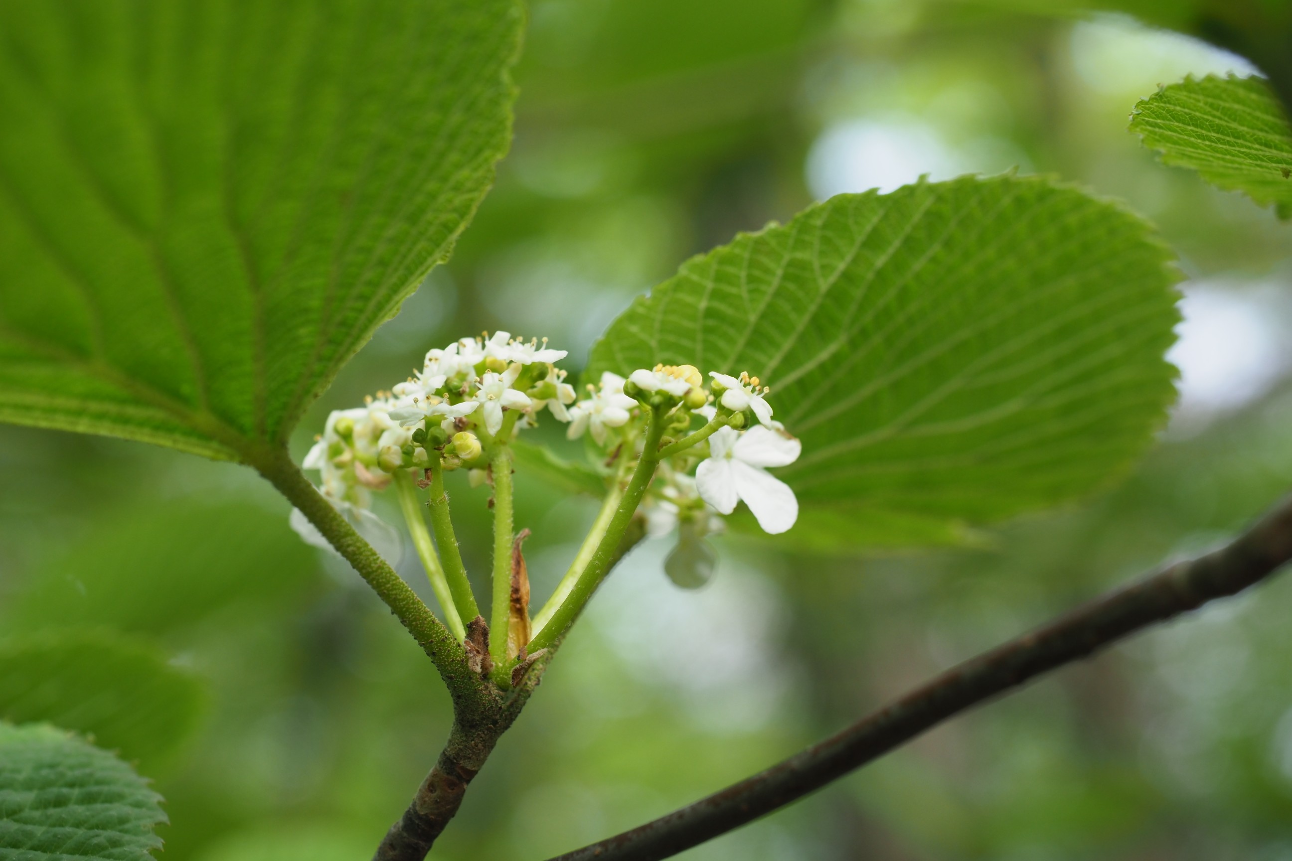 木六山・銀次郎山 あじさい