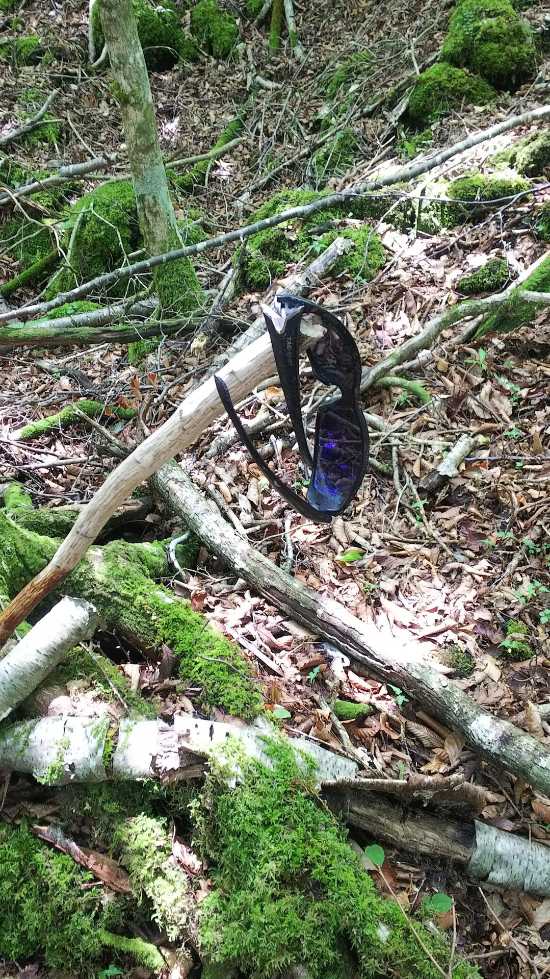 大室山 山梨県 の樹海散策 19 06 26 鳴沢村の写真22枚目 忘れ物ですよ 樹海で忘れ物って怖いね Yamap ヤマップ