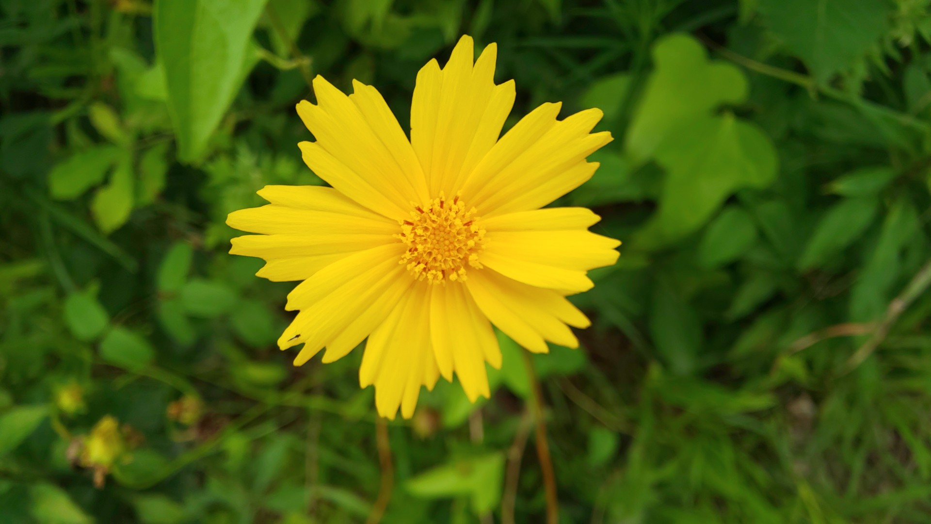 田村山 神田山 四面山 八条山 岩脇山 いけゆきさんの鳥羽上山 横山の活動日記 Yamap ヤマップ