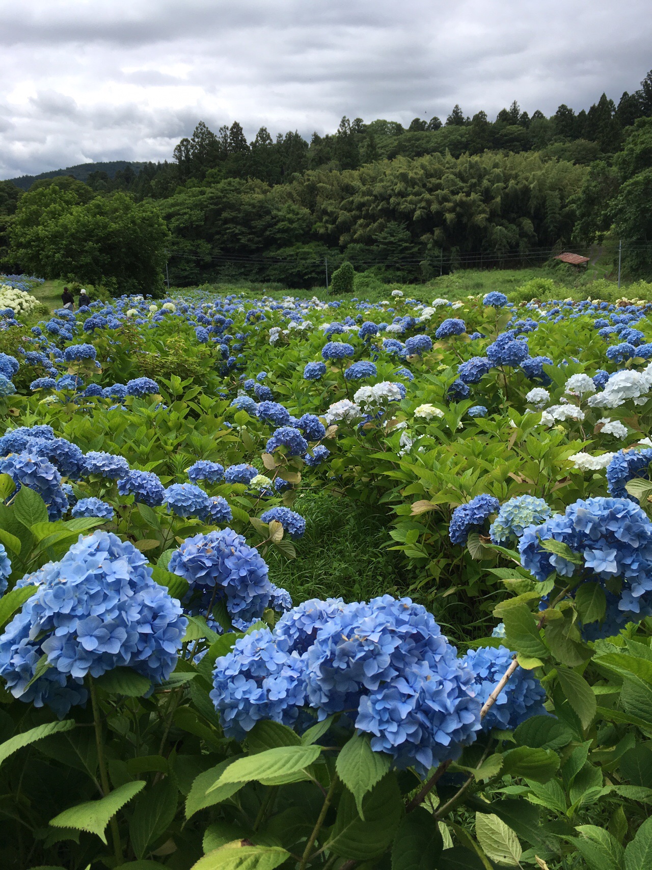 一関 東山みちのくあじさい園 でっちゃんさんの一関市 平泉町の活動データ Yamap ヤマップ