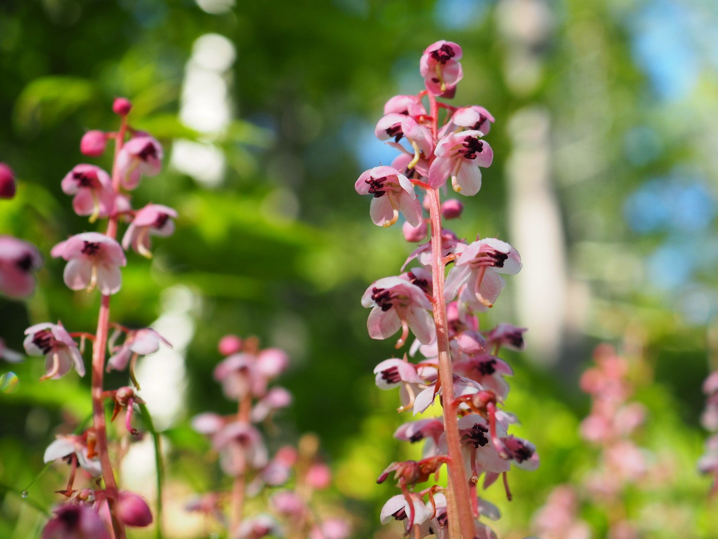ベニバナイチヤクソウとおまけで十文字山 ころぼっくるさんの甲武信ヶ岳の活動データ Yamap ヤマップ