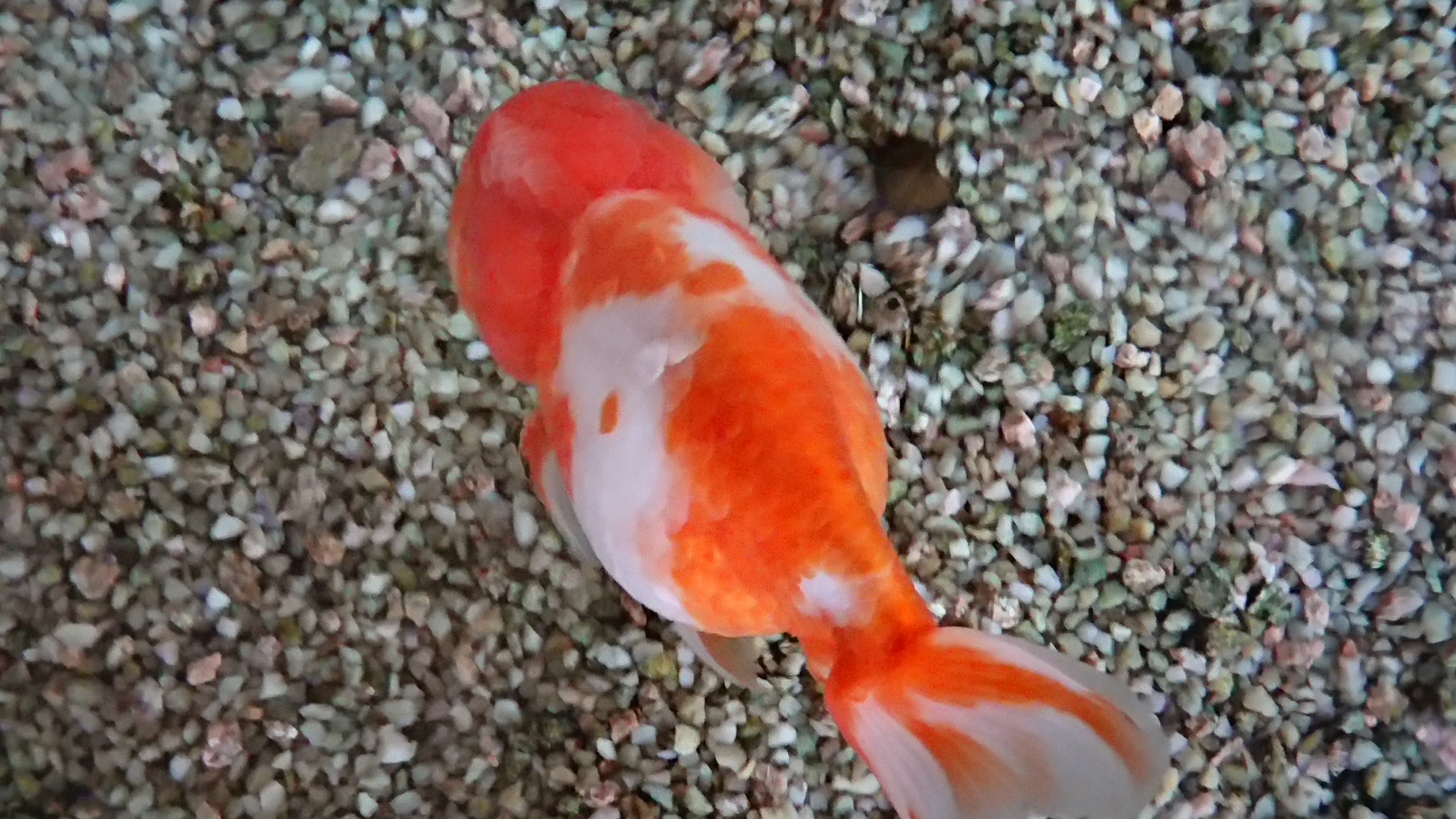Z ガンダム 38 話 産直収穫居酒屋 金魚 きんぎょ | active