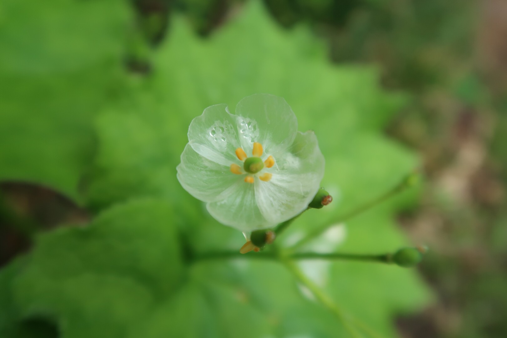 受注制作＞サンカヨウのリング 朝露を吸って花びらが透明になる美しい