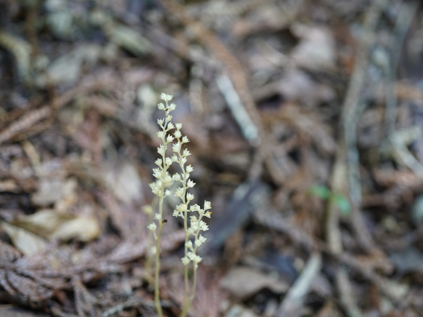サクライソウ めちゃくちゃ可愛いかったで... / エリさんのモーメント YAMAP / ヤマップ