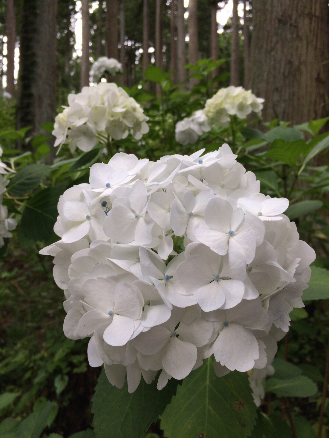 みちのくあじさい園 19 07 14 一関市 平泉町の写真9枚目 白花の中心に青い班 Yamap ヤマップ