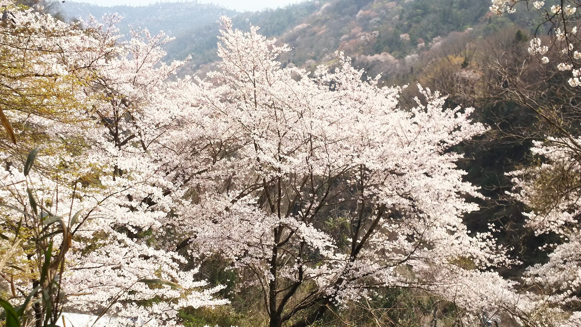 今が見頃 大野の桜 シャチさんの総社市の活動データ Yamap ヤマップ