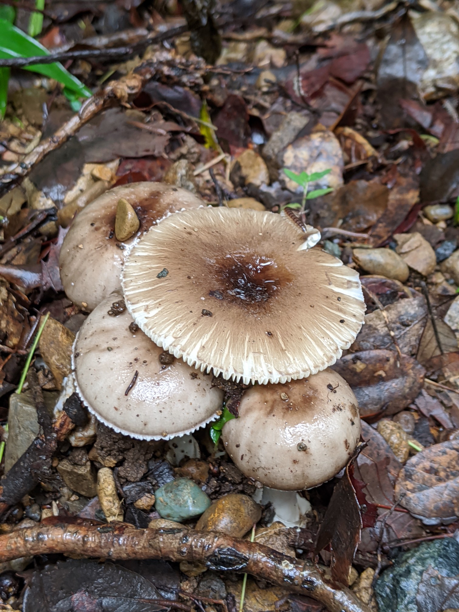 エコパの森でキノコハント チュンタさんの遠州三山の活動日記 Yamap ヤマップ