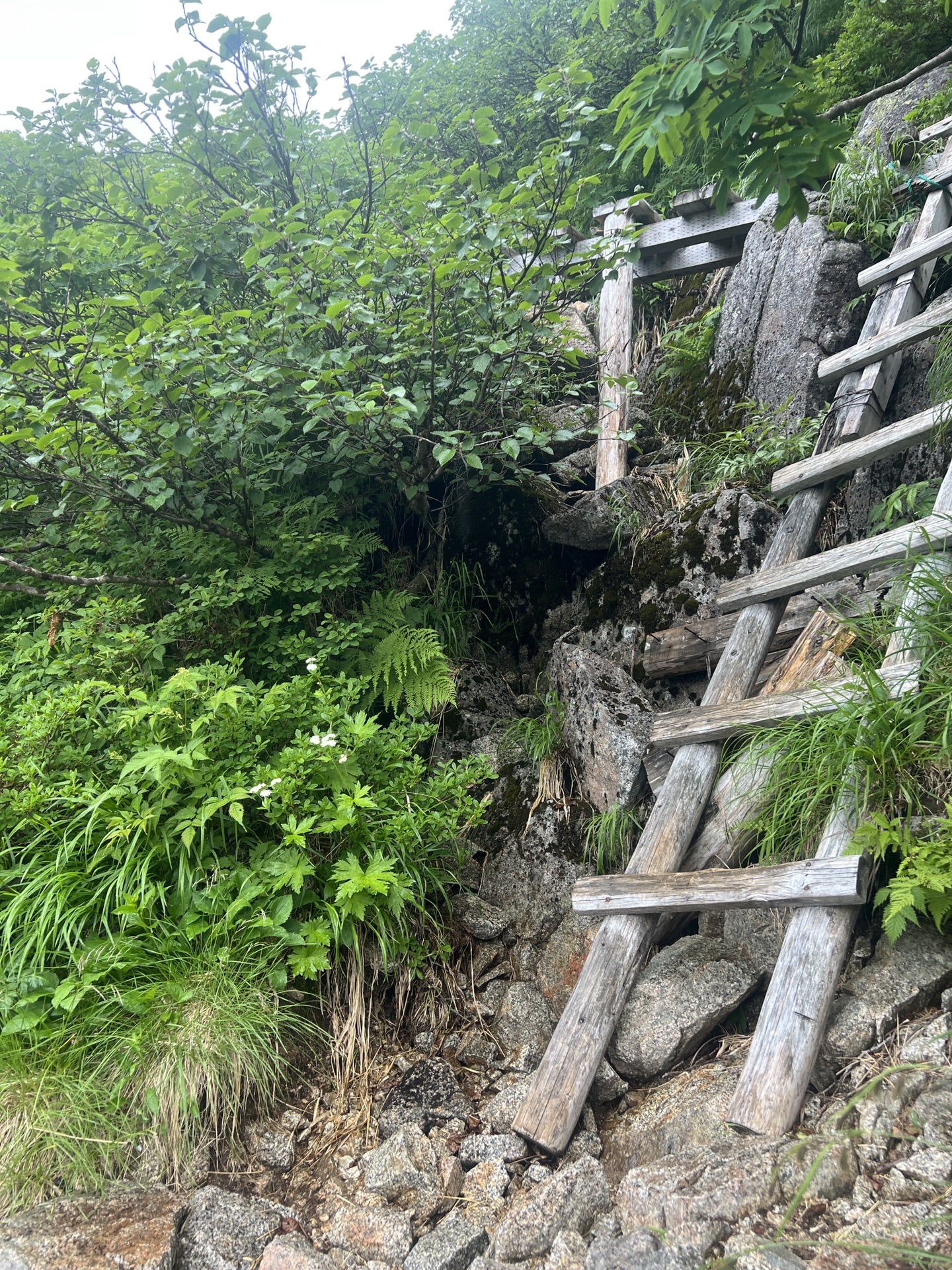 ここから、一気に急登になる、