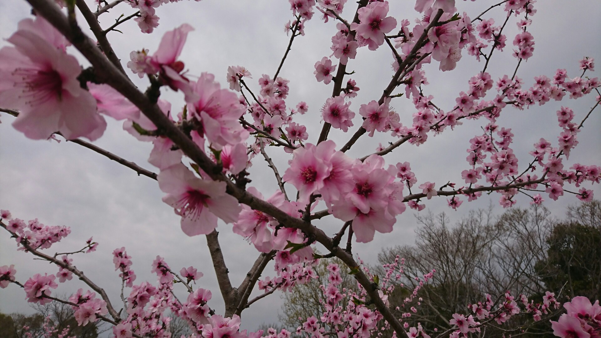 春の鶴見緑地散策 アーモンドの花満開 やぶーさんの大阪市の活動データ Yamap ヤマップ