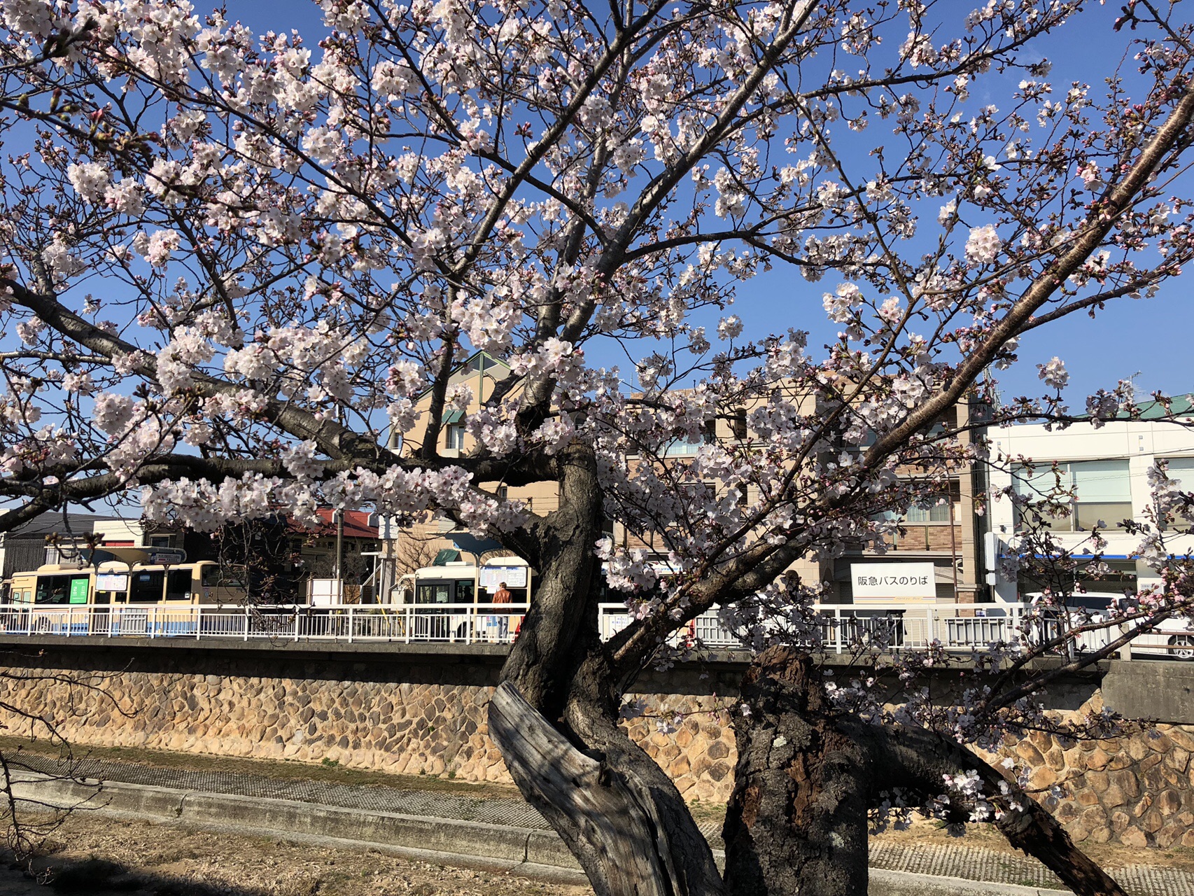 六甲山 19 03 31 桜 開花し始め あきさんの六甲山 長峰山 摩耶山の活動データ Yamap ヤマップ